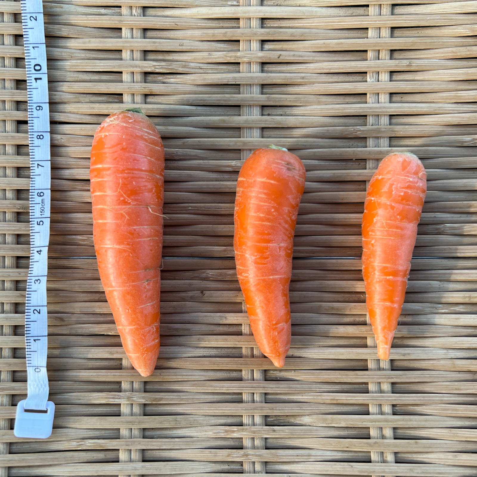 今の時期だけ!!》ミニミニ葉付にんじん【1kg】 新鮮な葉付きが嬉しい