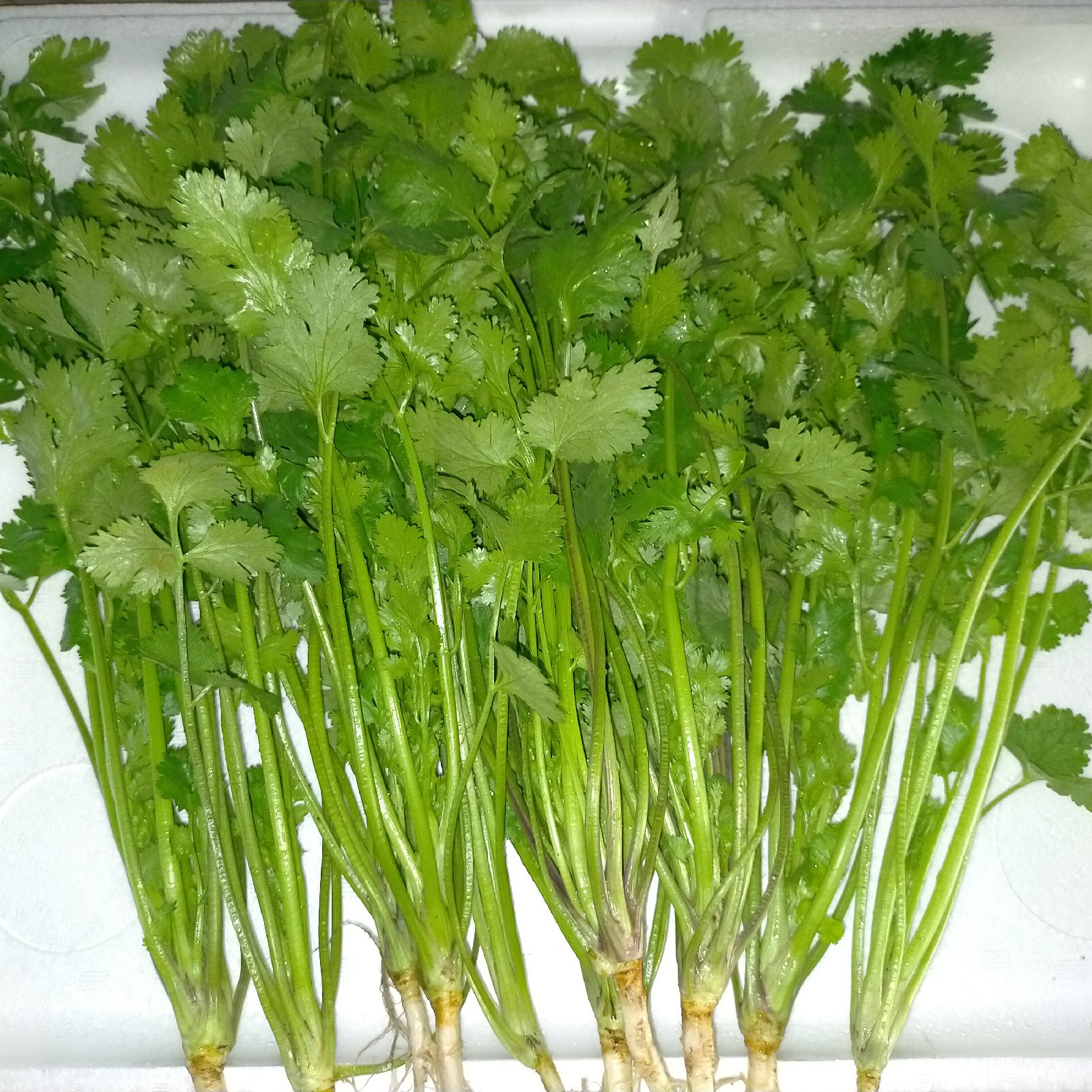 パクチー【無農薬栽培ガイア循環農法】 ｜ 野菜/ハーブ 産直アウル 