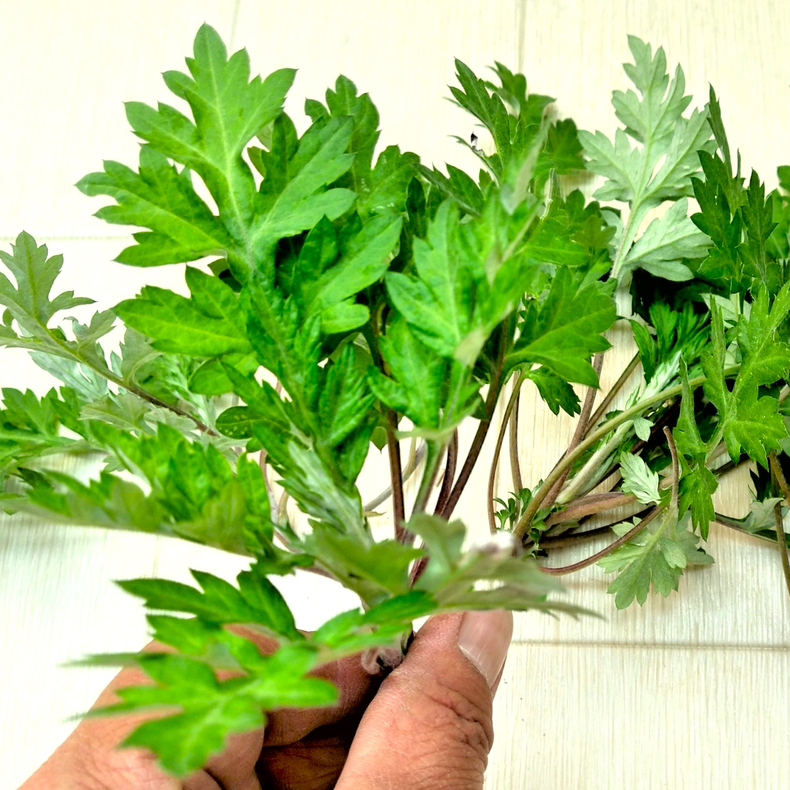 無農薬＊自然乾燥＊よもぎ 無農薬 自然乾燥 よもぎ 100g - メルカリ