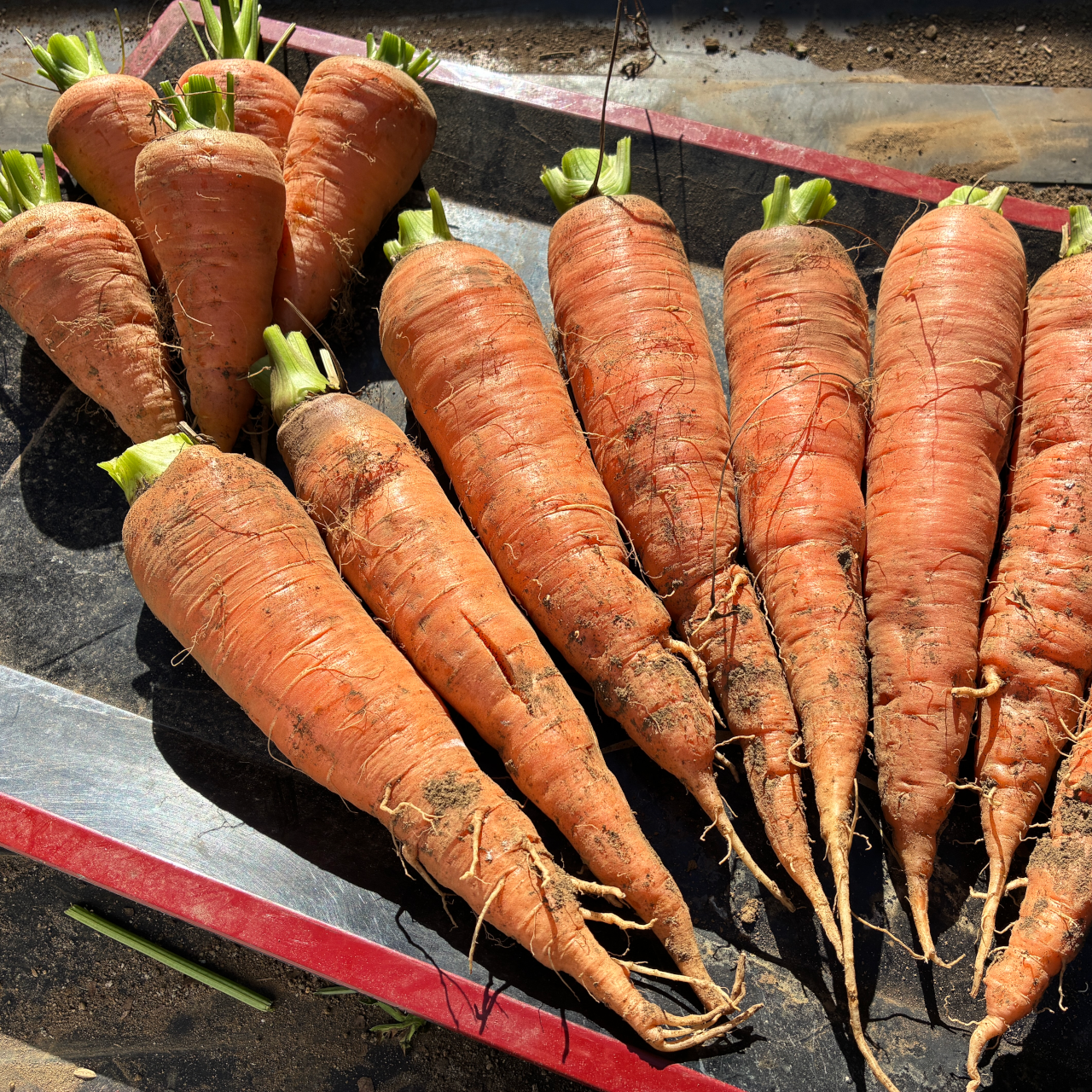 固定種にんじん2種のセット『筑摩野五寸 & 馬込三寸』(1.8kg) | 野菜