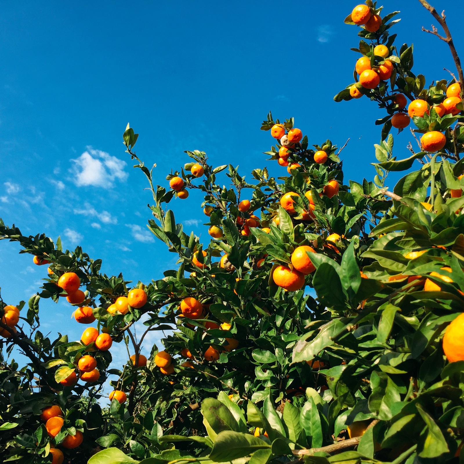 にしだ果樹園の蔵出し月読み蜜柑🍊2kg ｜ 果物/温州みかん 産直アウル