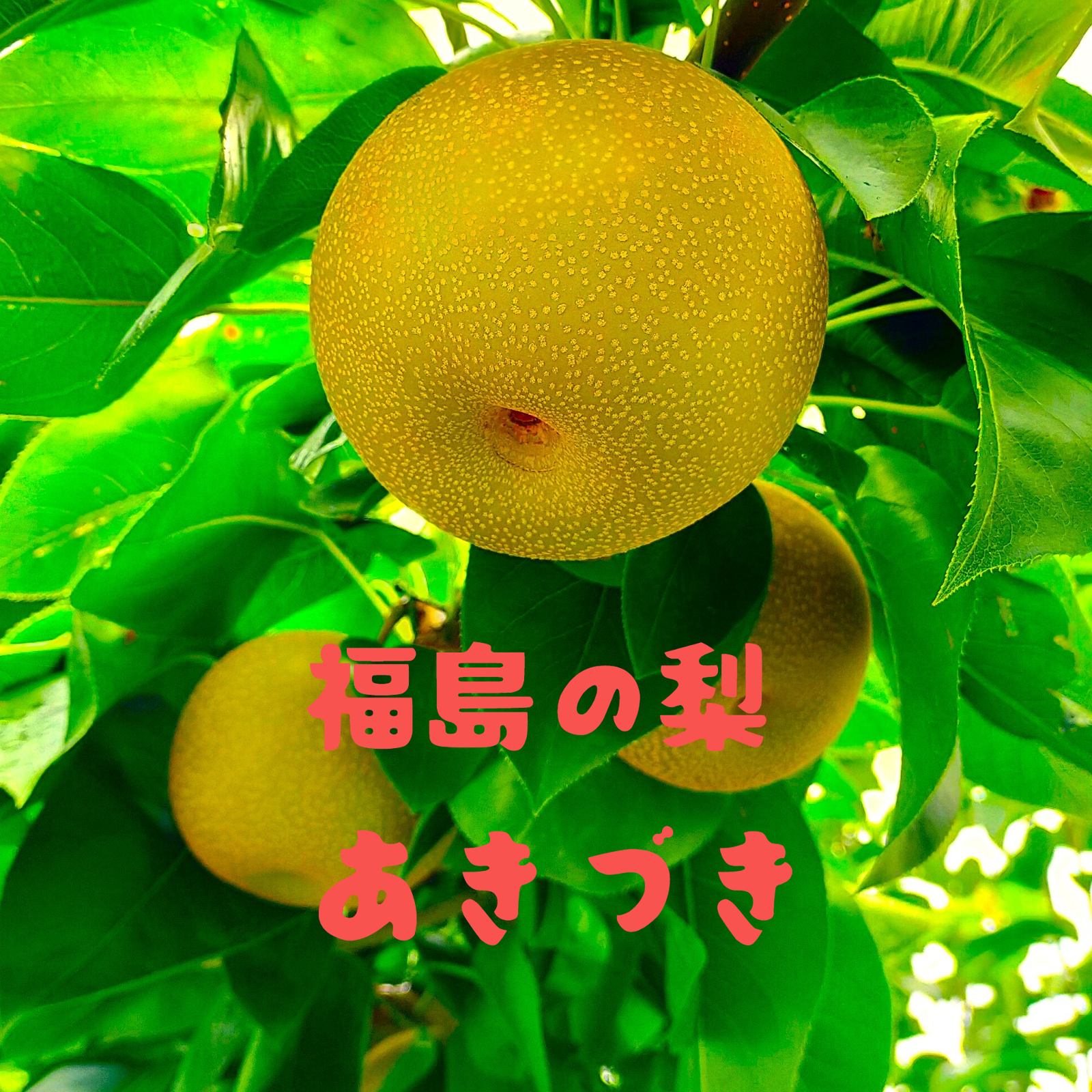 あづましずく 3️⃣ 箱込5キロ 山梨県産 9房入り