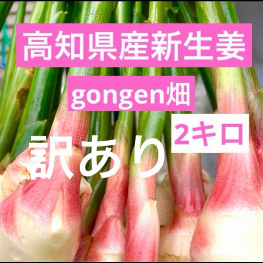 高知県産 朝採り新生姜 訳あり2キロ ｜ 野菜/薬味 産直アウル 農家