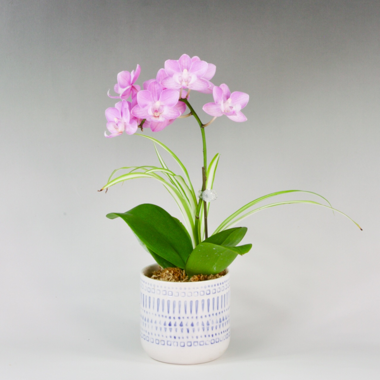 ミニ胡蝶蘭 ｜ 花・植物/花・植物 産直アウル 農家・漁師など生産者