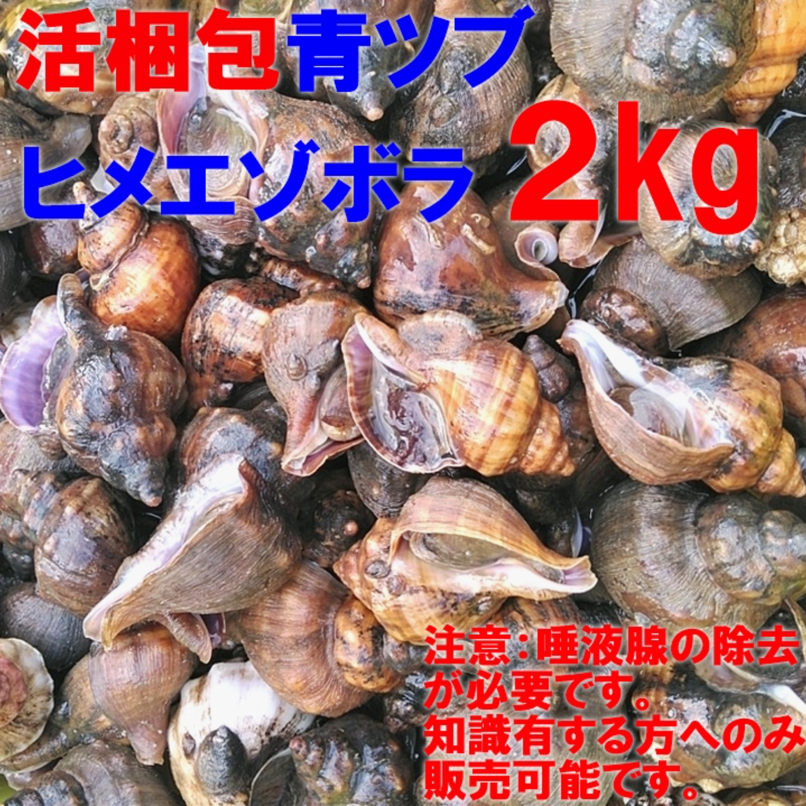 自ら漁獲 宮城県産 ヒメエゾボラ ２kg 送料無料 青ツブ貝 漁師直送品 生出荷 お刺身 甘煮 焼いたりと美味です 唾液腺を除去可能な方のみに販売です 魚介類 その他魚介 産直アウル 農家から直接野菜などの食材を購入できる産地直送の宅配通販サイト