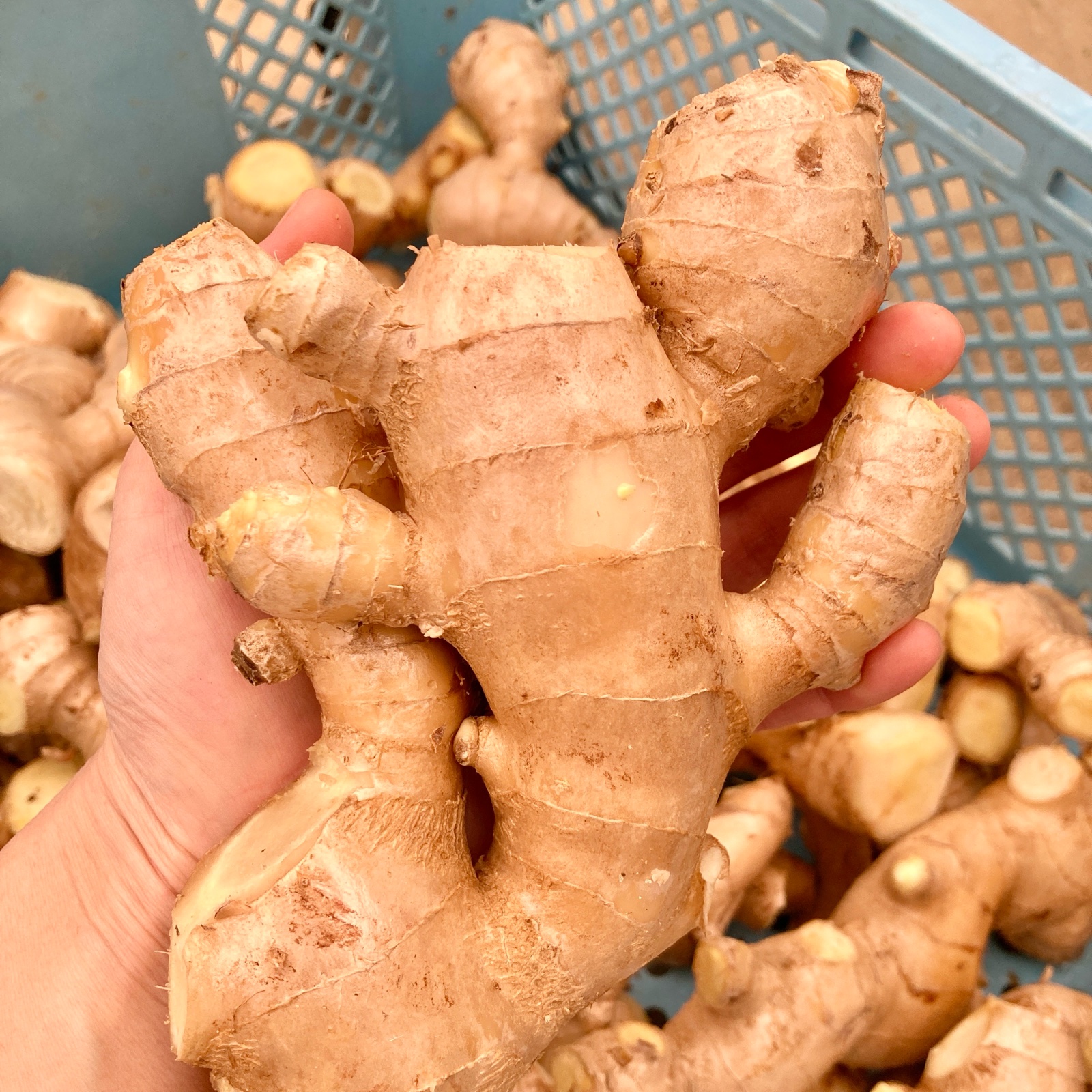 高知県産 生姜 10キロ ｜ 野菜/薬味 産直アウル 農家・漁師など生産者
