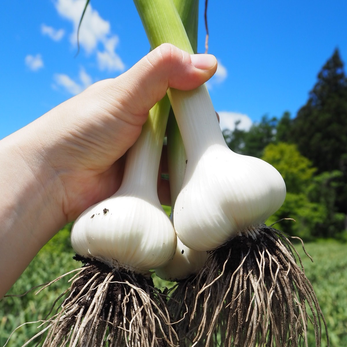 旬祭限定】訳あり土付き「生にんにく」Lサイズのみ30玉 ｜ 野菜
