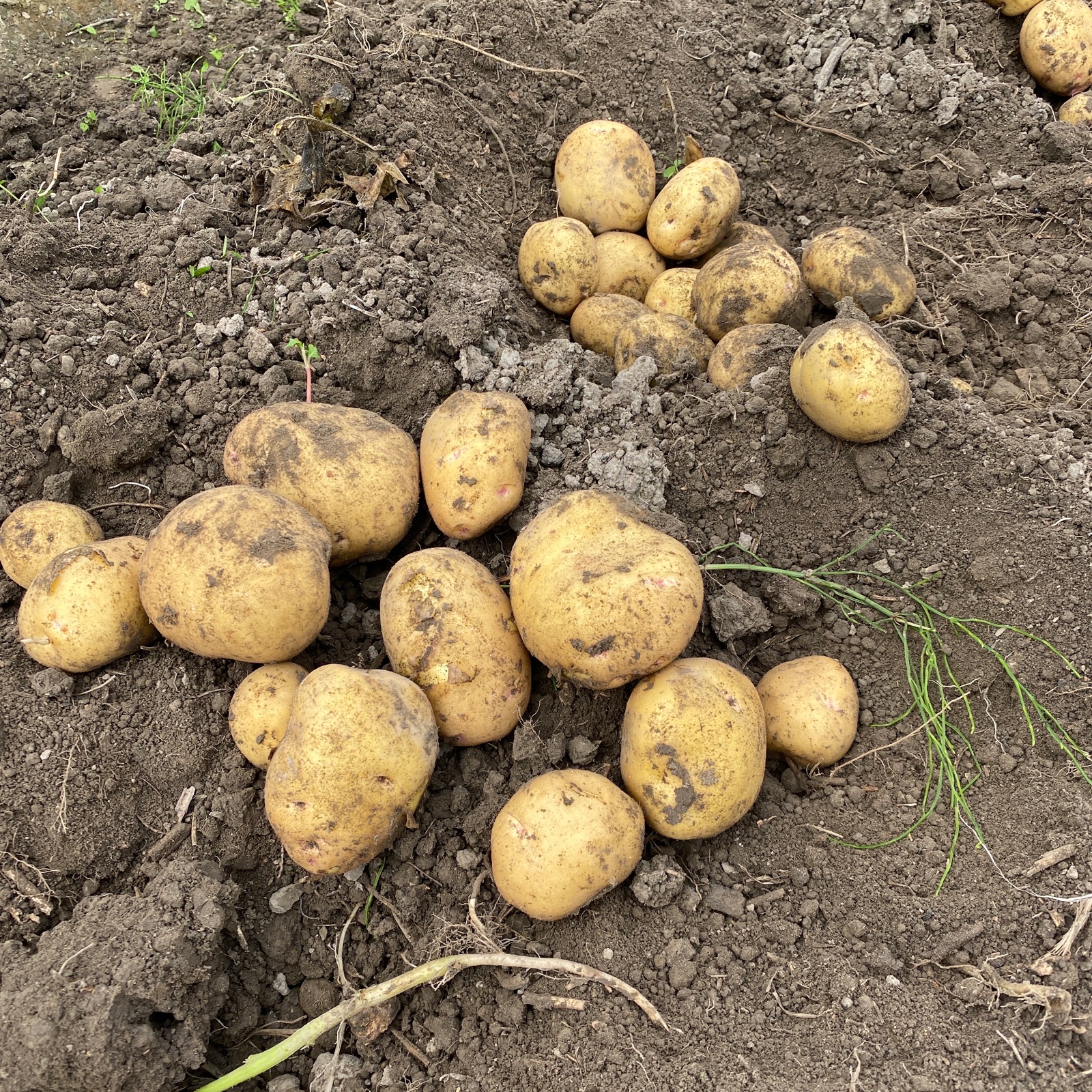 掘り立て順次発送‼️徳島産新じゃがいもキタアカリSSサイズ２０キロ 掘りたて！新じゃがいもキタアカリ5kg | 野菜/じゃがいも 産直アウル