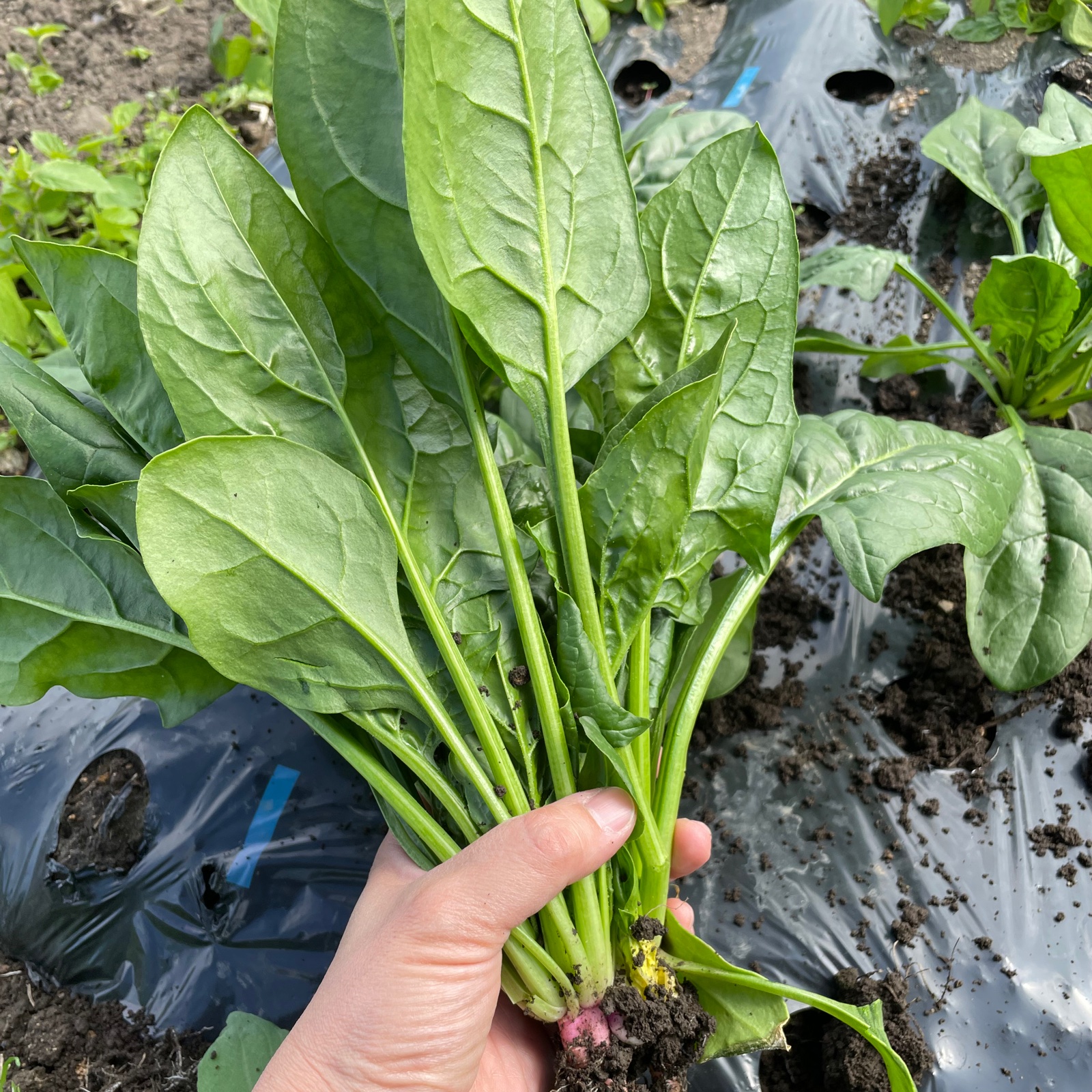 詰め放題 五味農園の柔らかほうれん草をおなかいっぱい 野菜 セット 詰め合わせ 産直アウル Owl 農家から直接野菜 などの食材を購入できる産地直送の宅配通販サイト