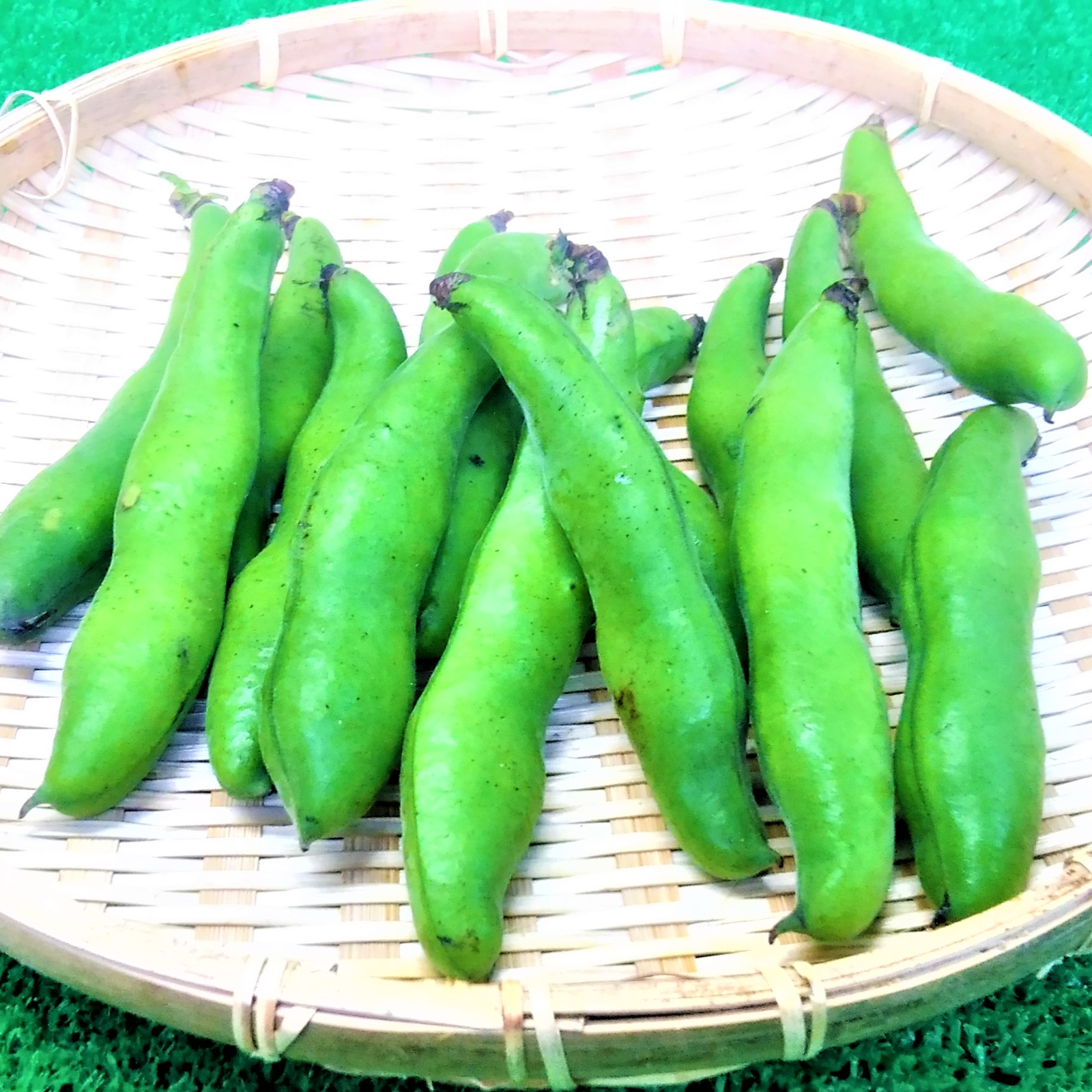 莢込みそら豆約2.0㎏セット（60㎝箱重量込） ｜ 野菜/豆類 産直アウル