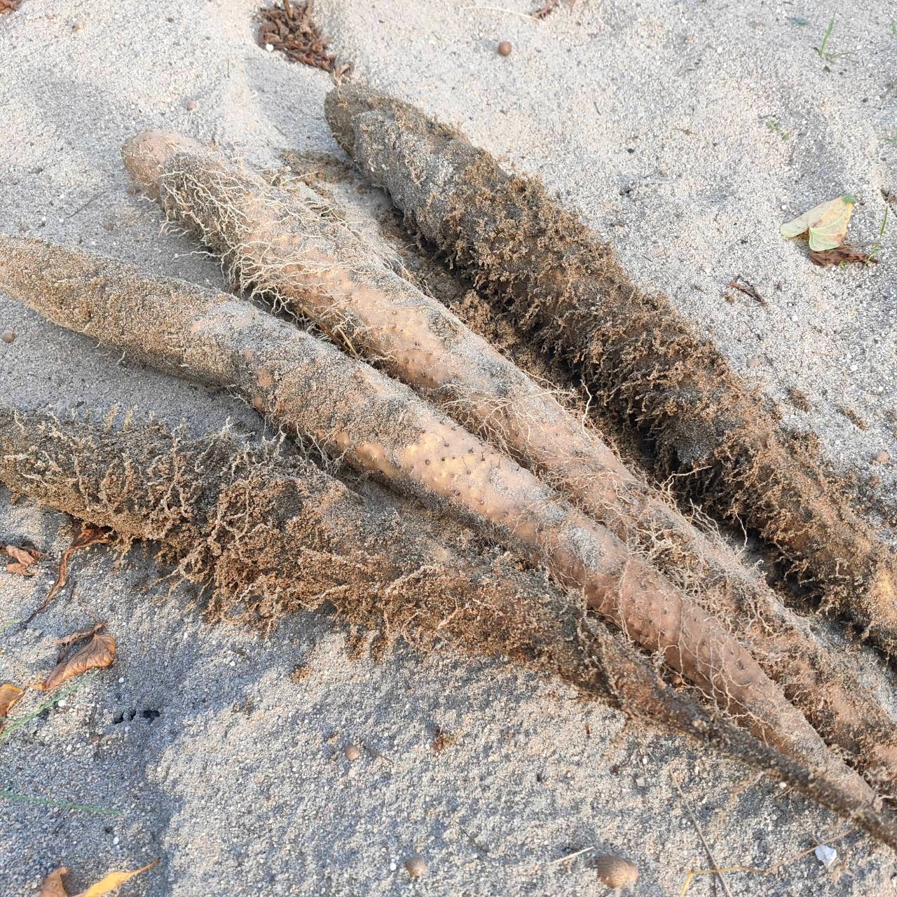 【家庭用】ねばりっこ とりたて 20kg程度 長芋 とろろ 山芋 自然薯 家庭用】ねばりっこ とりたて 20kg程度 長芋 とろろ 山芋 自然薯