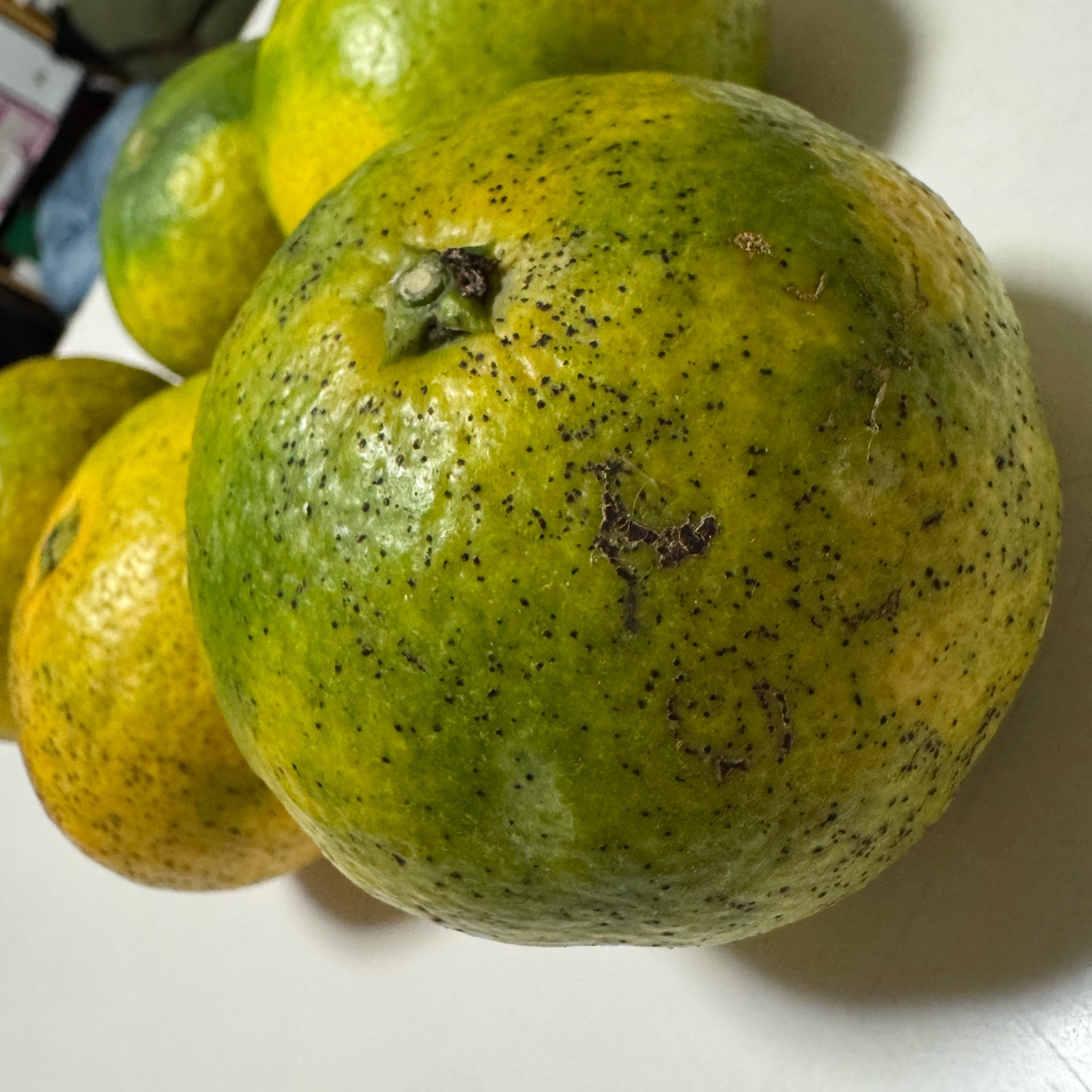 もったいないみかん】見た目悪いけど味は美味しい極早生みかん「日南