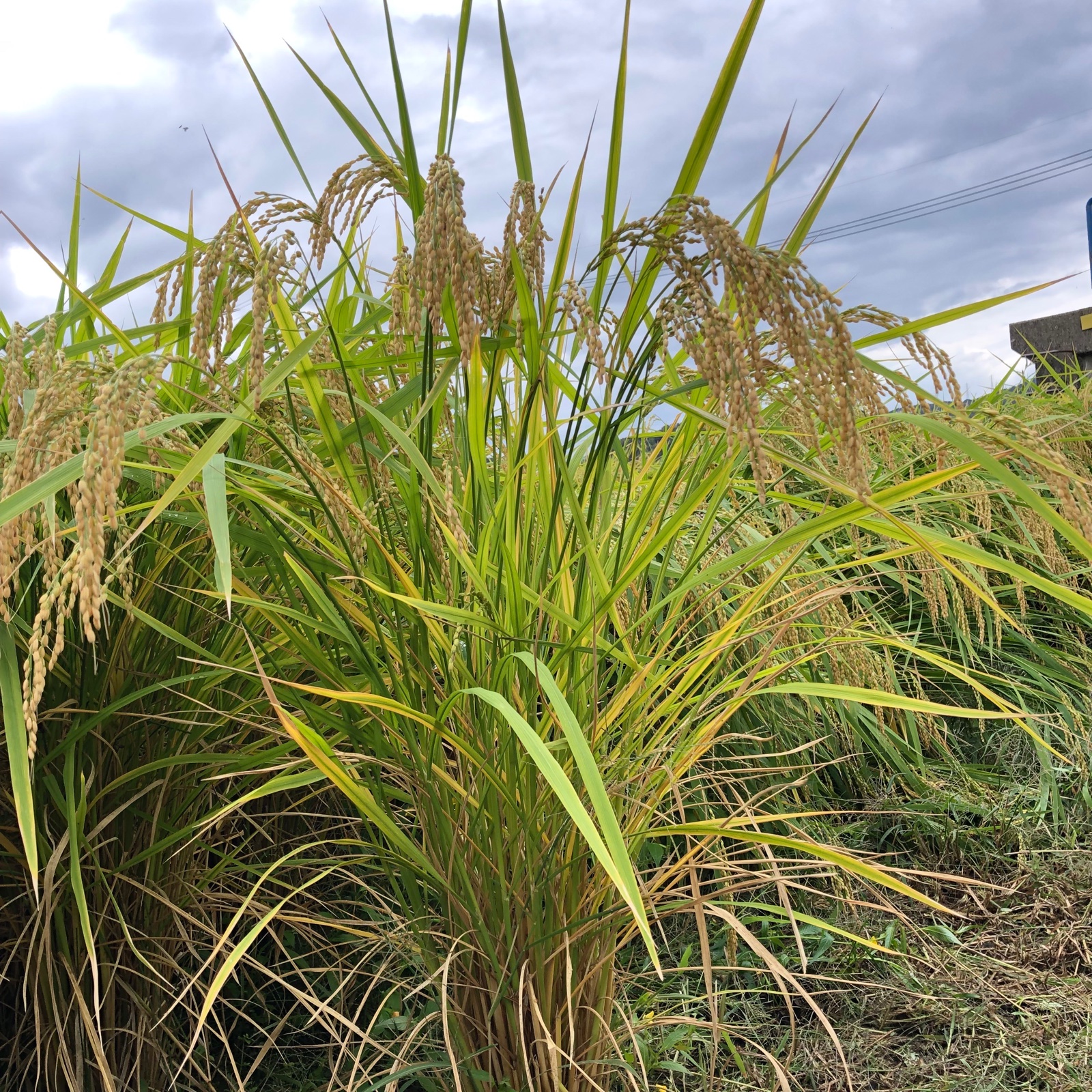 ★HananoMai様★専用【特別栽培米 朝日】20kg サマータイム☆様☆専用【特別栽培米 朝日】20kg