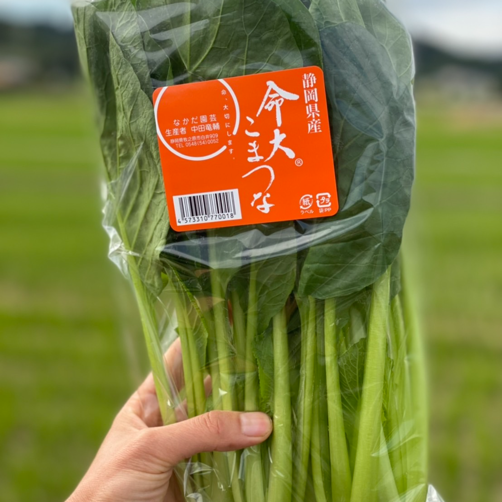 身近なスーパーフード!?栄養抜群!小松菜10袋! 野菜/小松菜 産直アウル 農家から直接野菜などの食材を購入できる産地直送の宅配通販サイト No.20 新潟県産朝どれ採れたて新鮮 野菜詰め合わせセット 農薬不使用