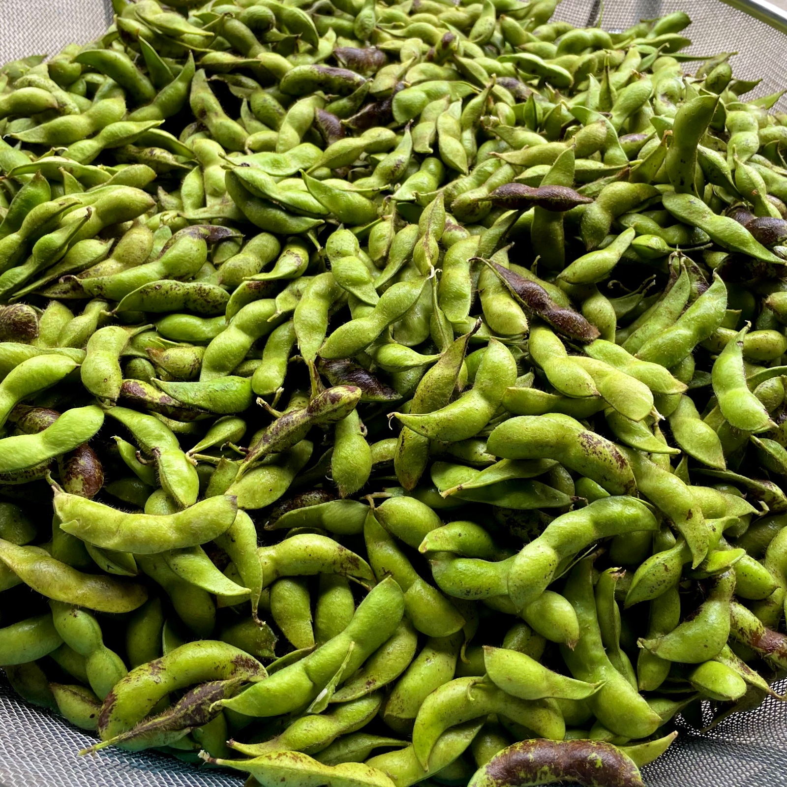 訳ありB級品！丹波篠山黒枝豆さや2kg(500g×4) | 野菜/豆類 産直アウル