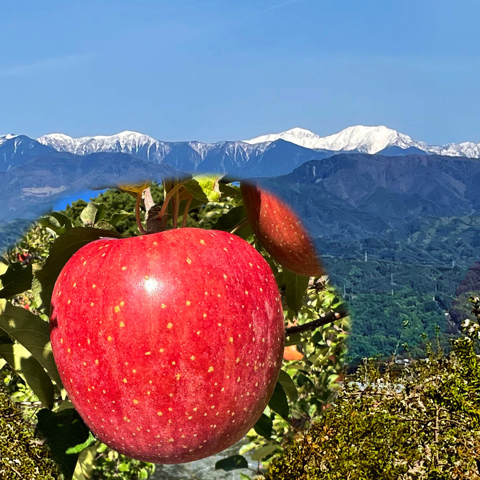 りんご 美奈口りんご園（長野県・松川町）｜生産者詳細｜産直アウル