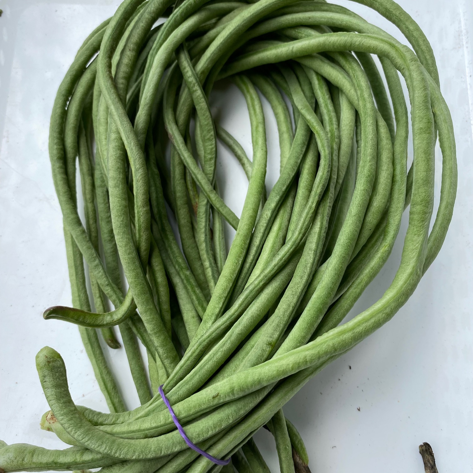 令和8年度産 国産 新物ささげ 2kg 無農薬十六ささげ2kg ｜ 野菜/きのこ 産直アウル 農家・漁師など生産者