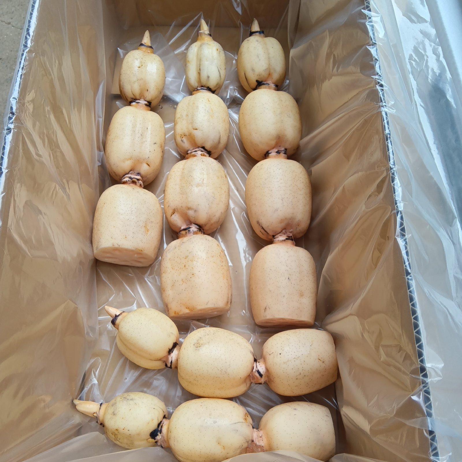 かれんこん様☺︎ RENCOOON CREATE工房（茨城県・かすみがうら市）｜生産者詳細｜産直アウル