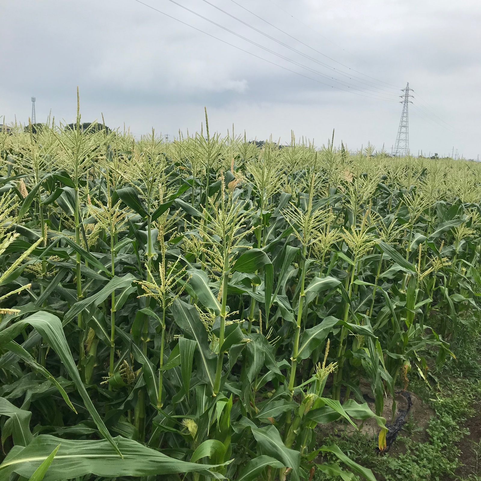 朝採りとうもろこし ギフト用＆家庭用. クール便 ｜ 野菜/とうもろこし
