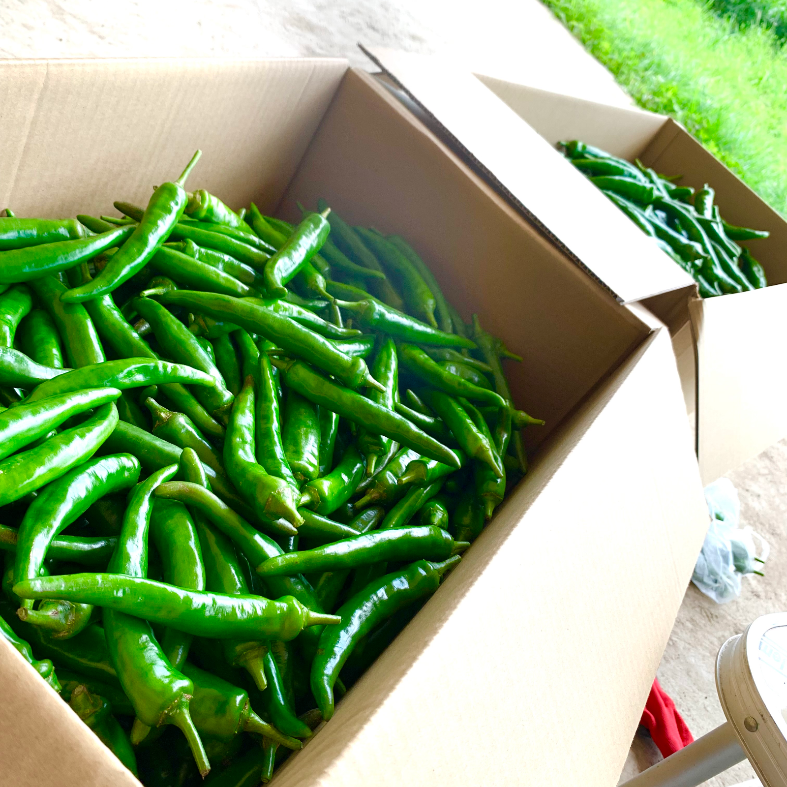 注文後収穫！超新鮮激辛青唐辛子　10キロ