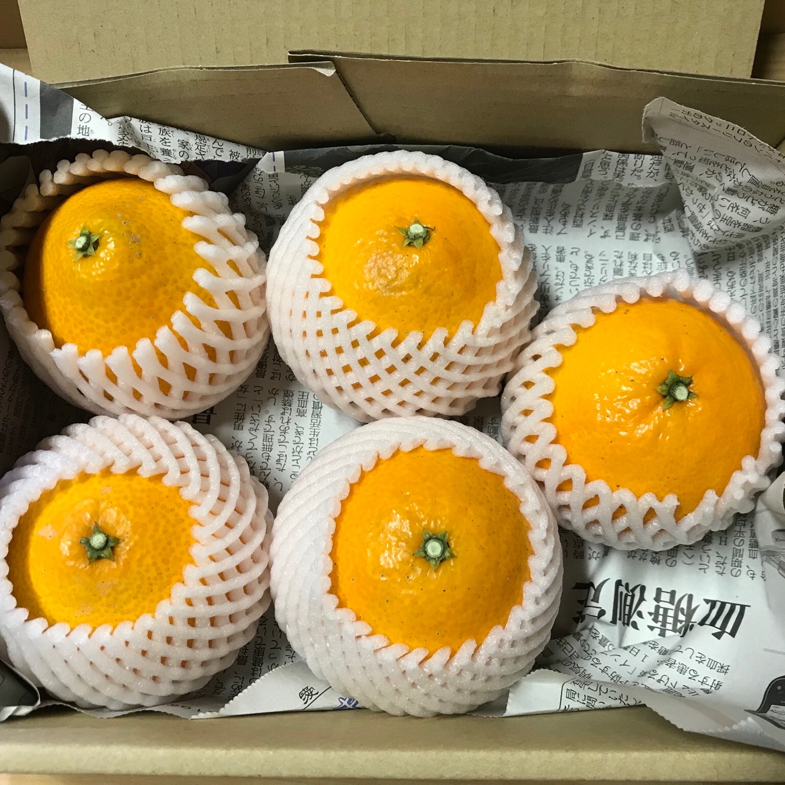 SUIGUNマドンナL玉6Kg　ハウス栽培・とろ～りゼリー触感が美味！ 農薬不使用】ゼリーのような食感マドンナ 1kg ｜ 果物/オレンジ
