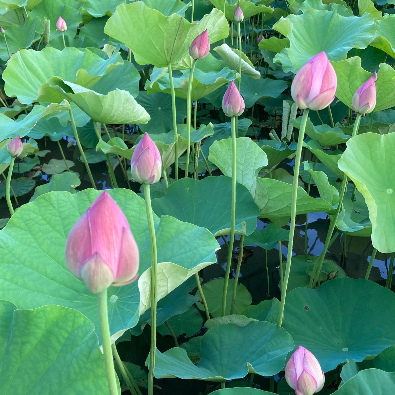 蓮の花と蓮台セット ｜ 花・植物/花・植物 産直アウル 農家・漁師など