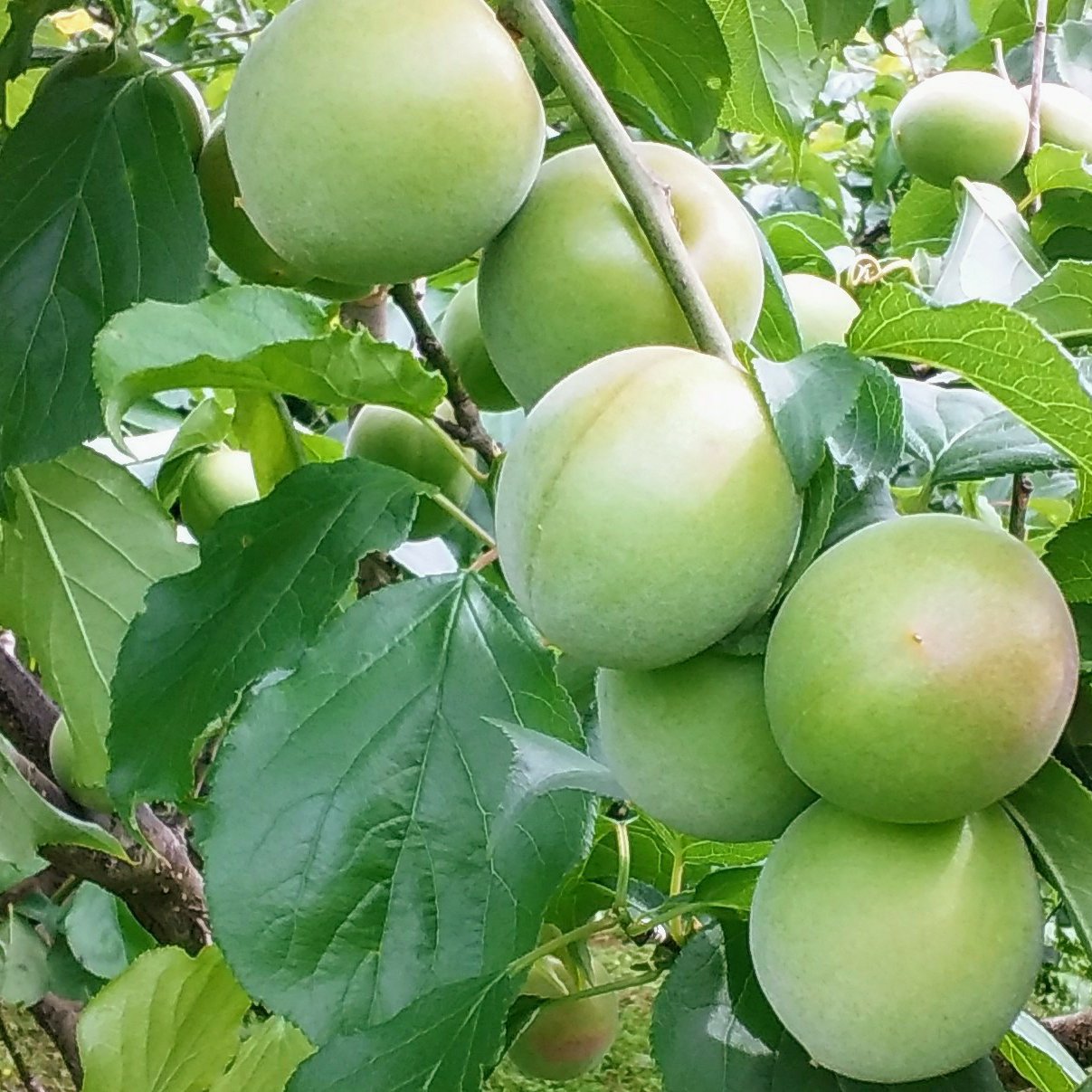 南高梅】大粒なんこう梅4Lサイズ2Kg和歌山産「冷蔵便」 ｜ 果物/青梅