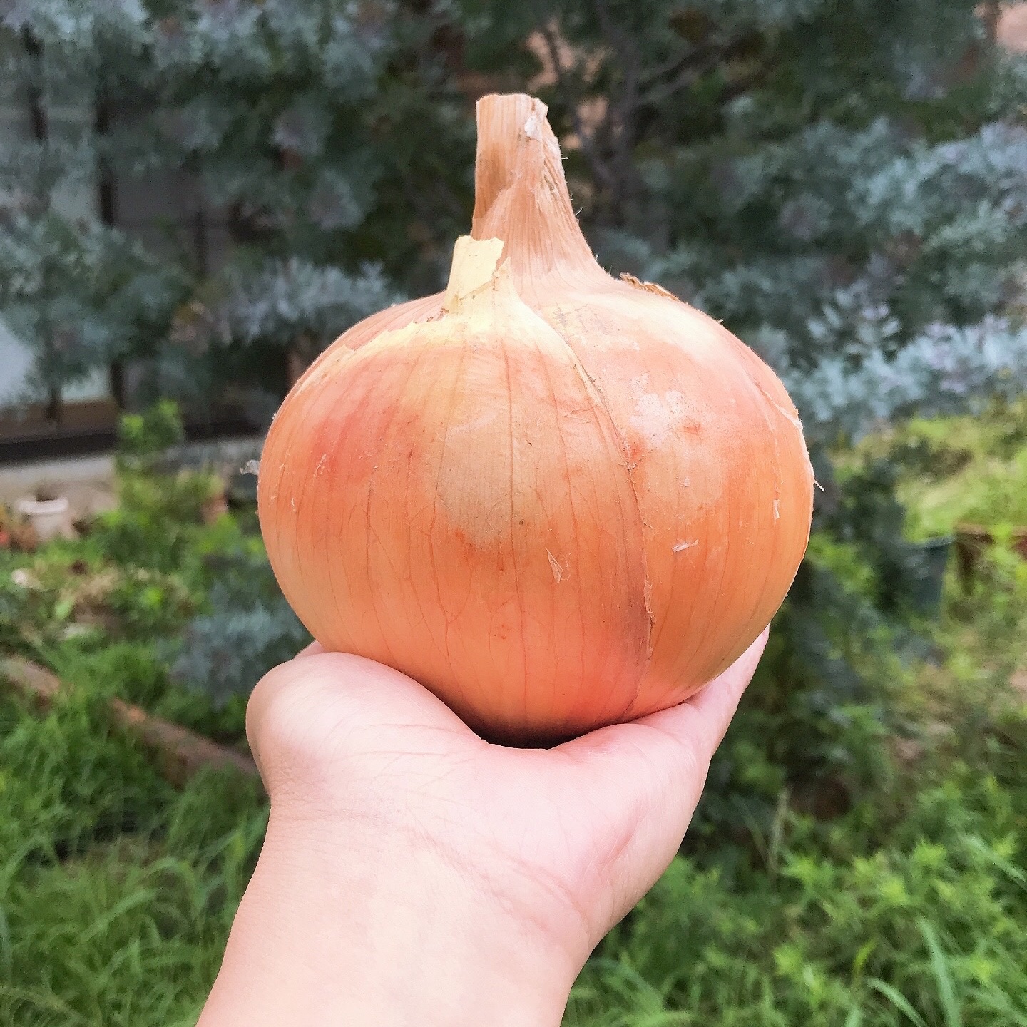 熟成✨淡路島産玉ねぎ 5キロ 【品種：ターザン】 ｜ 野菜/玉ねぎ 産直