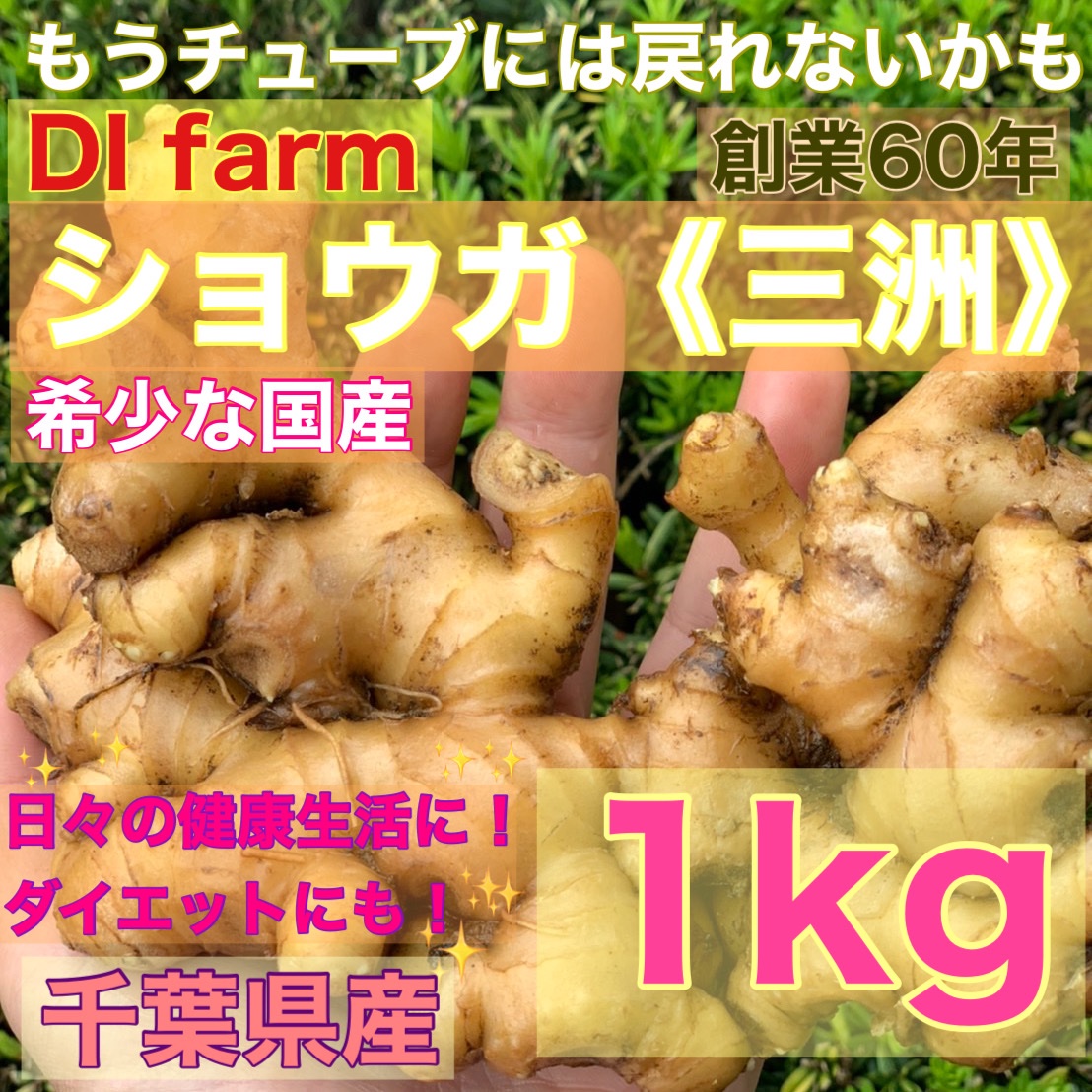 希少国産《生姜 三洲》しょうが コンパクト（土付き） ｜ 野菜/薬味