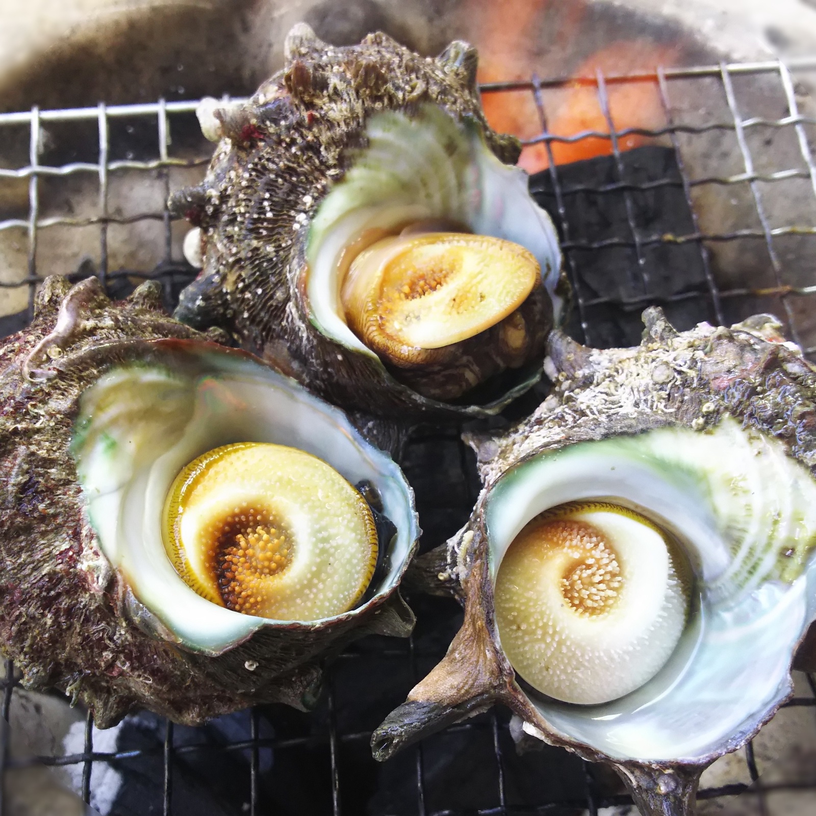 磯の香り】隠岐の島産 新鮮活さざえ(3kg) | 魚介類/サザエ 産直アウル