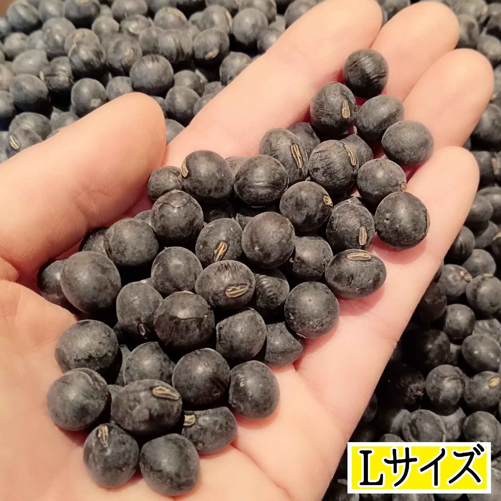 丹波黒大豆 Lサイズ 500g 京丹波産 令和7年産 | 野菜/豆類 産直アウル