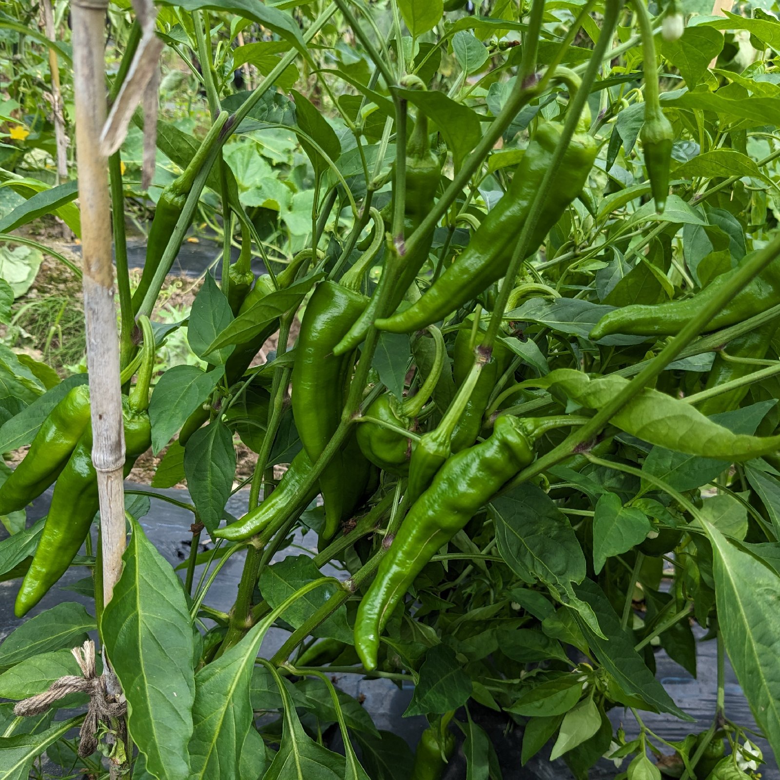 万願寺唐辛子 ｜ 野菜/ししとう 産直アウル 農家・漁師など生産者から