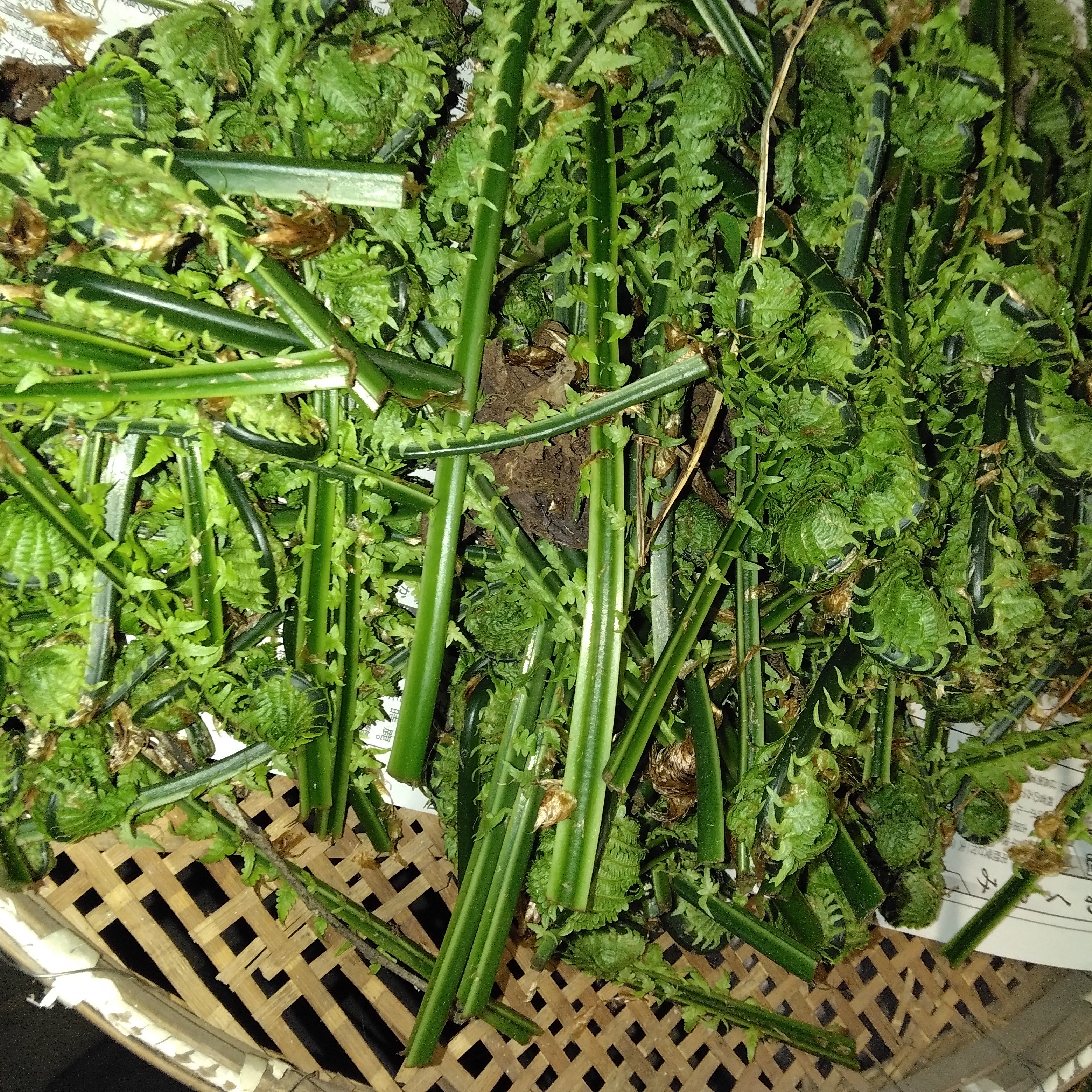 南信州産コゴミ | 野菜/山菜 産直アウル 農家から直接野菜などの食材を 