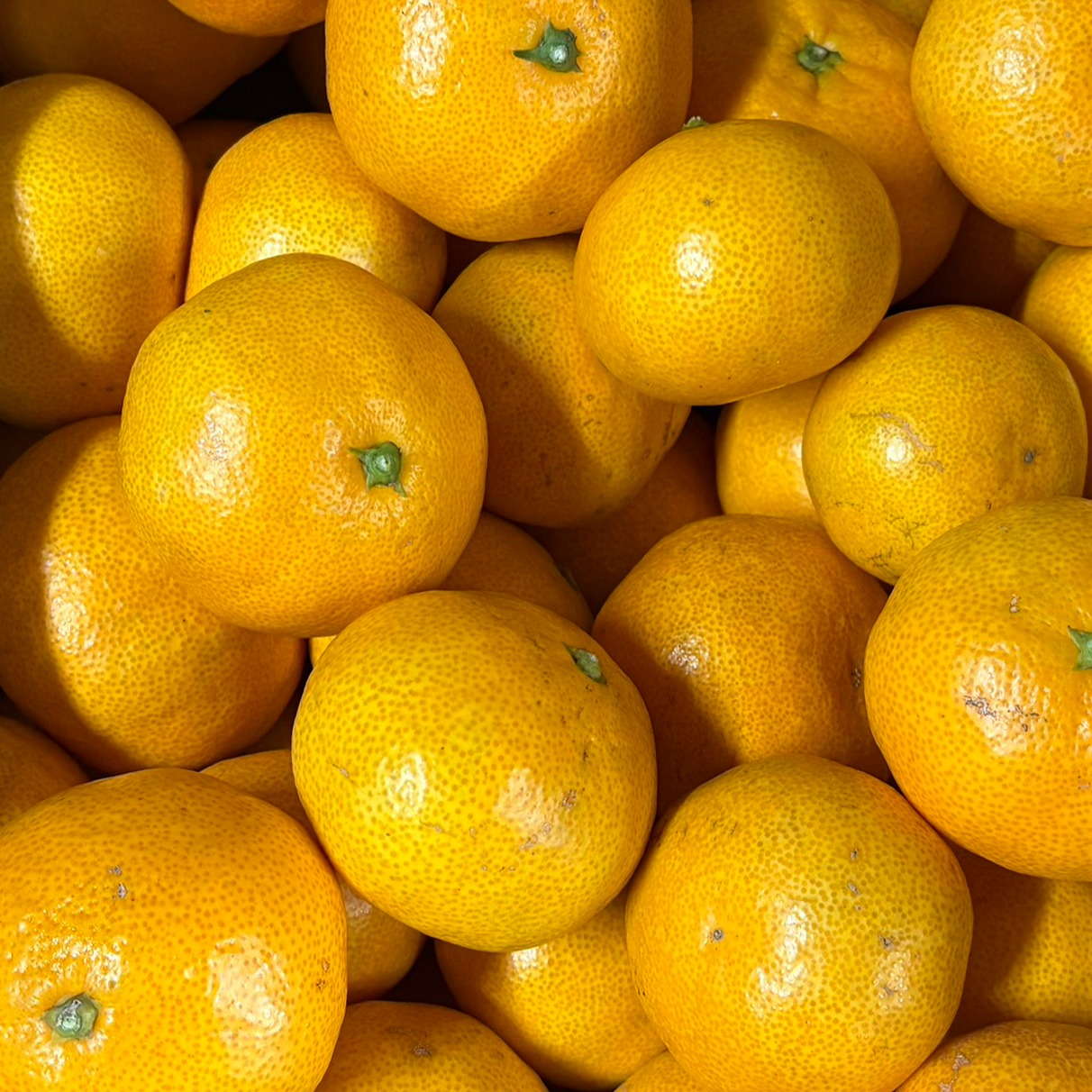 果汁溢れる！甘くて酸っぱい【田口早生】みかん 5kg | 果物/果物セット