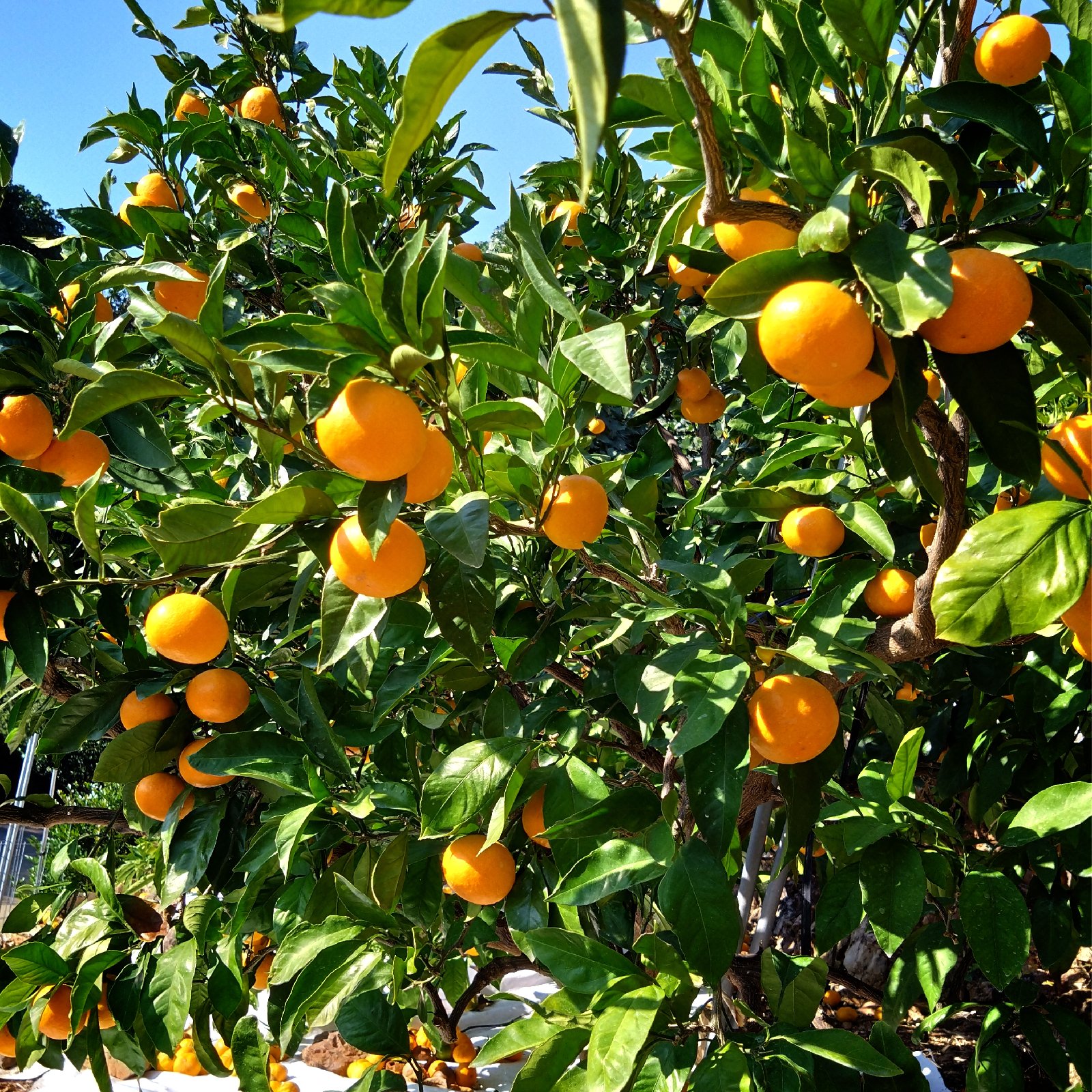 小玉みかん 箱込み1．5kg 2S〜3Sサイズ混合 | 果物/温州みかん 産直