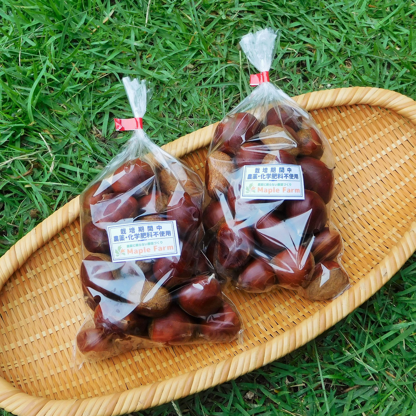 栗 サイズ(2L-3L) 5.1キロ　農薬不使用 生栗