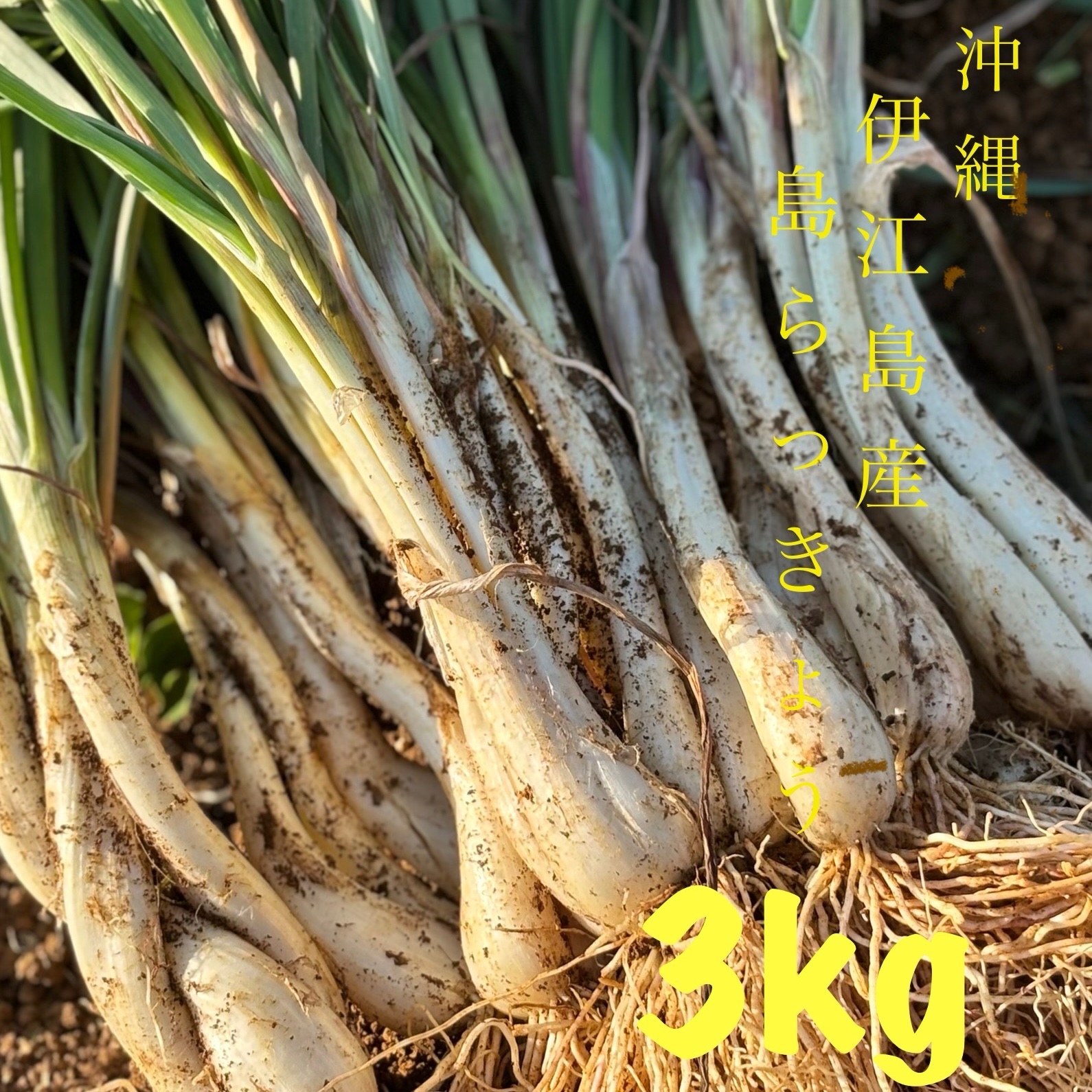 沖縄県産 島らっきょう Ｂ品 約10kg【常温便】① 沖縄⛴伊江島で採れた島らっきょう3Kg 皮つき葉つき📦⚠️常温ゆう