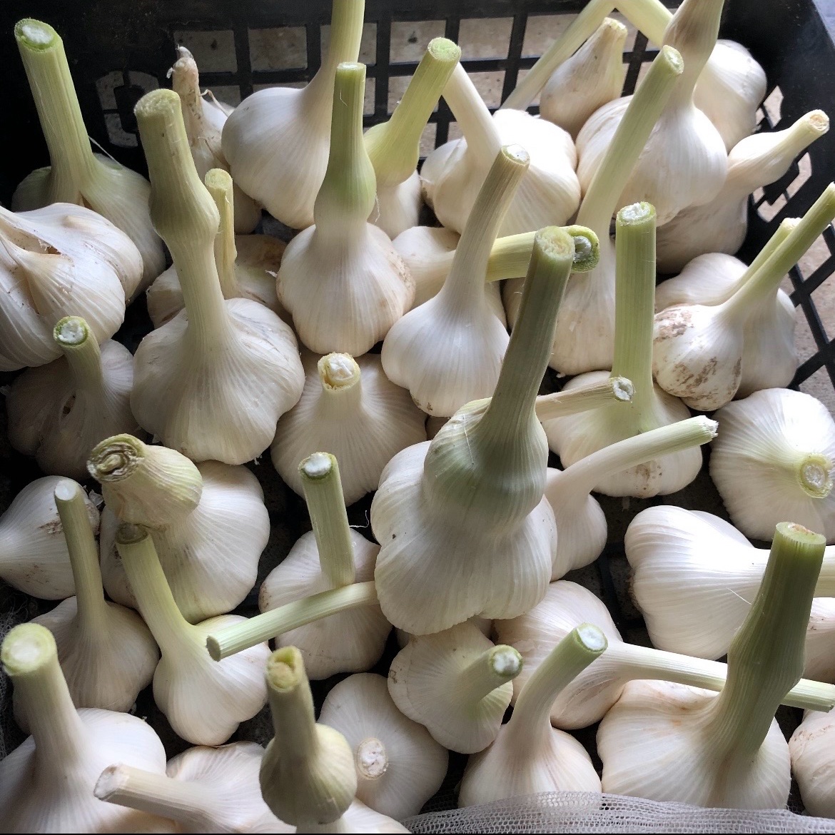 旬祭限定】収穫直後の新ニンニク☆期間限定販売！長野県産！！ | 野菜