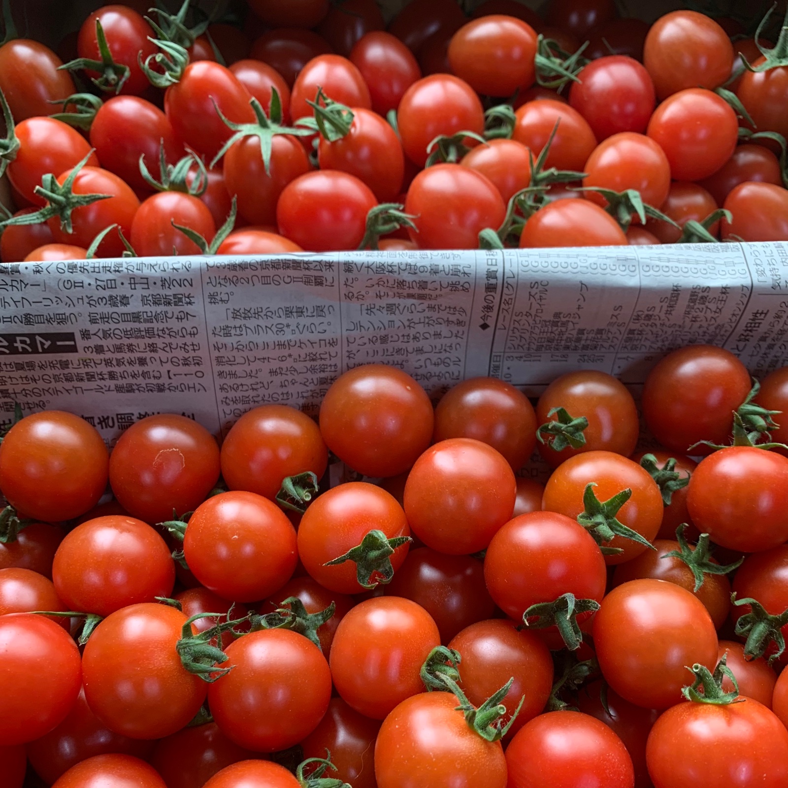 3kg箱 ミニトマト1 5kg アイコ1 5kgおすすめ 美味しい 食べ比べセット 野菜 トマト 産直アウル 農家から直接野菜などの食材を購入できる産地直送の宅配通販サイト