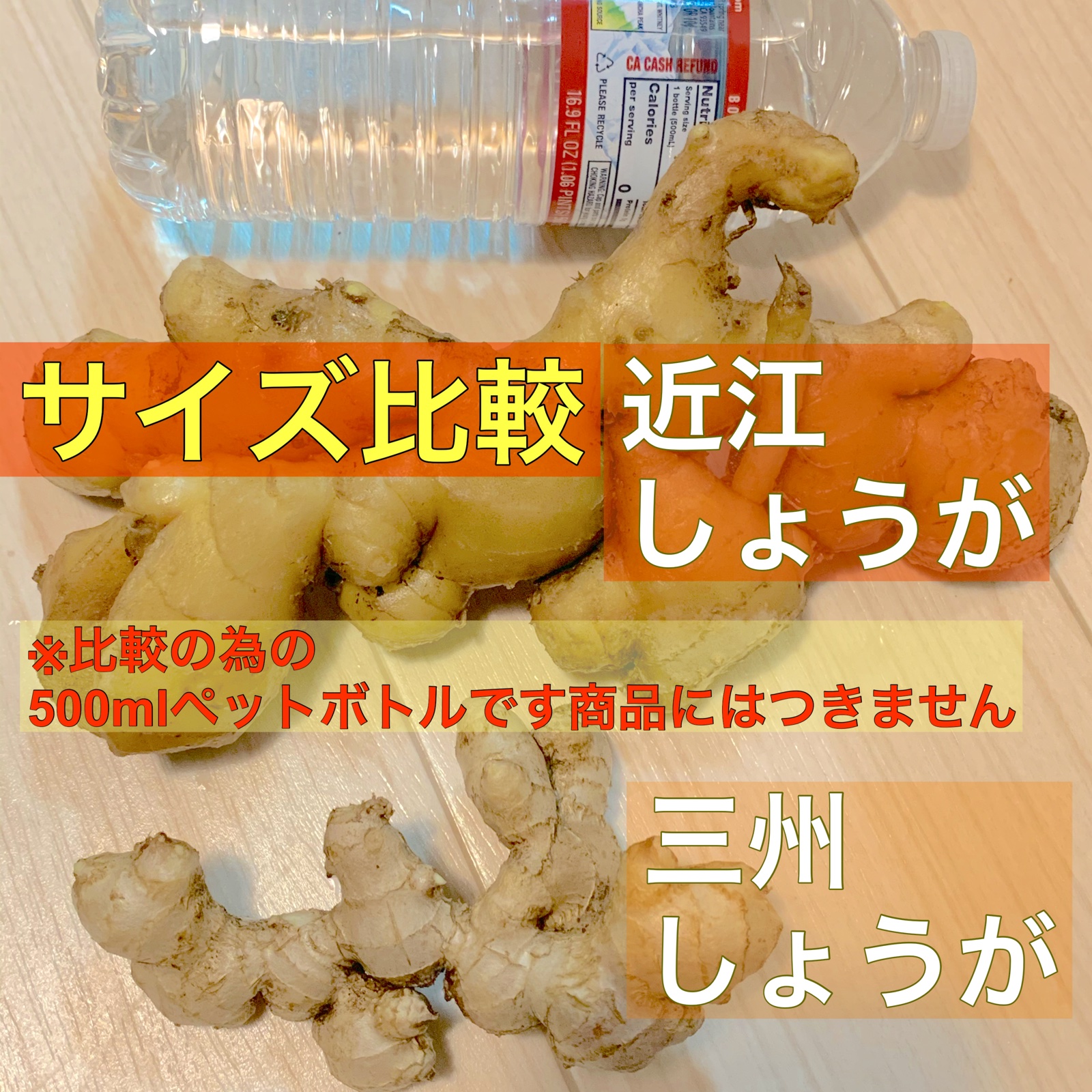 千葉県産 親生姜 近江生姜 20キロ 大生姜 古根 生姜種子】大
