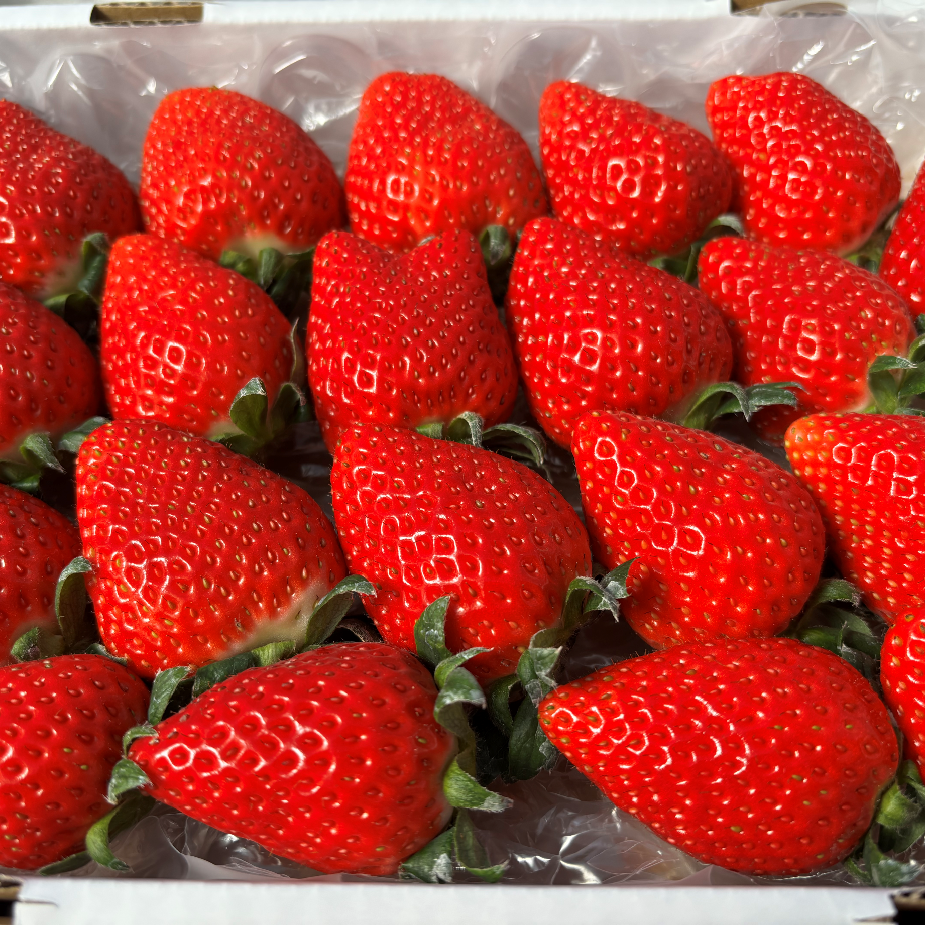 完熟よつぼし☆（ご家庭用） ｜ 果物/いちご 産直アウル 農家・漁師