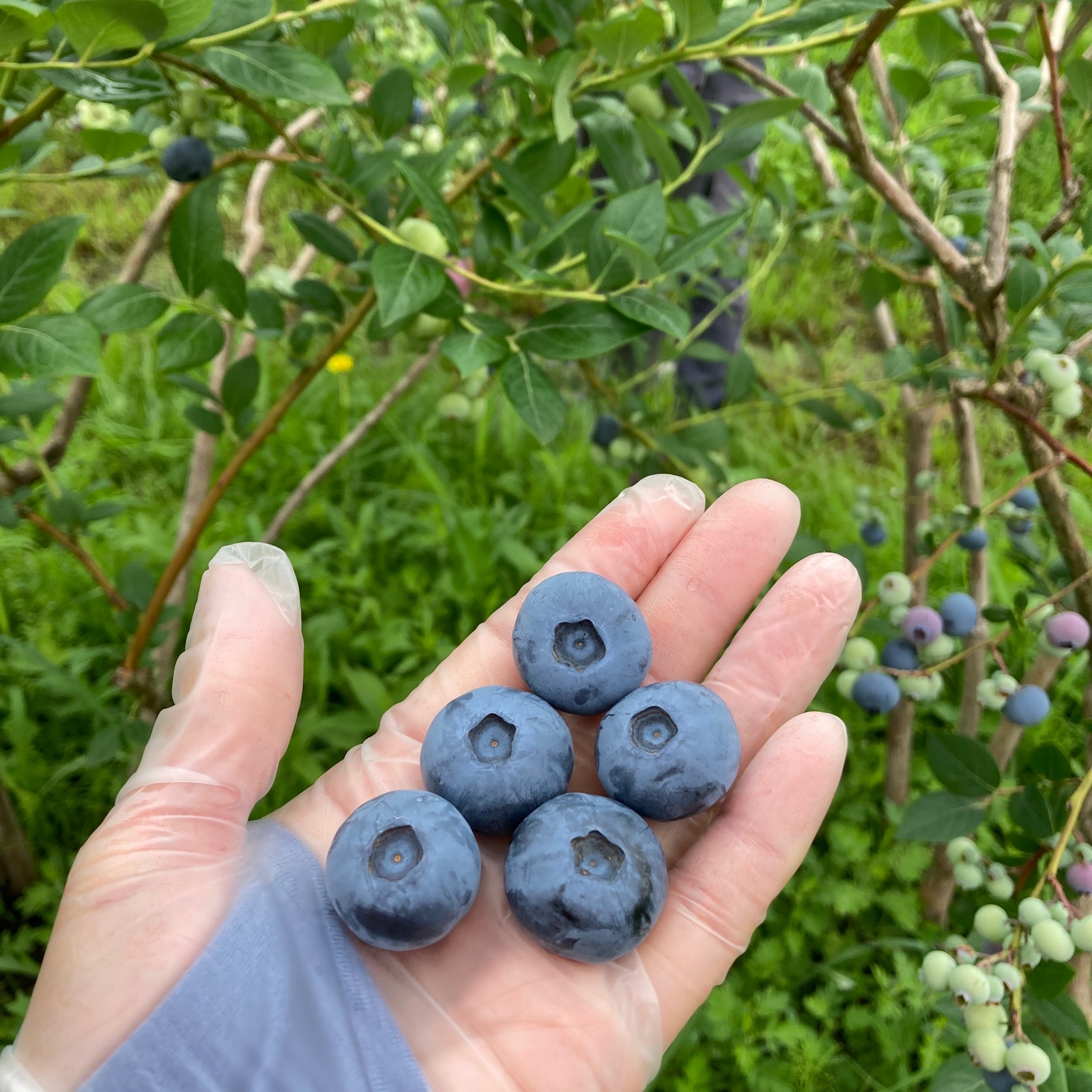 gerbera様 限定販売 農家直売新鮮採りたてのブルーベリー 3kg 【公式