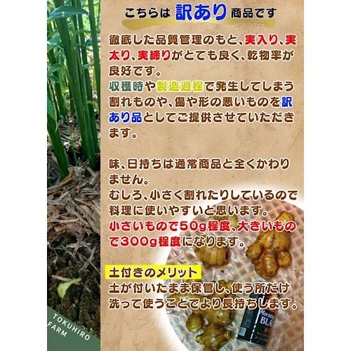 生姜マニアが作る！土佐の大生姜8㎏～訳あり品 高知県産 ｜ 野菜/薬味