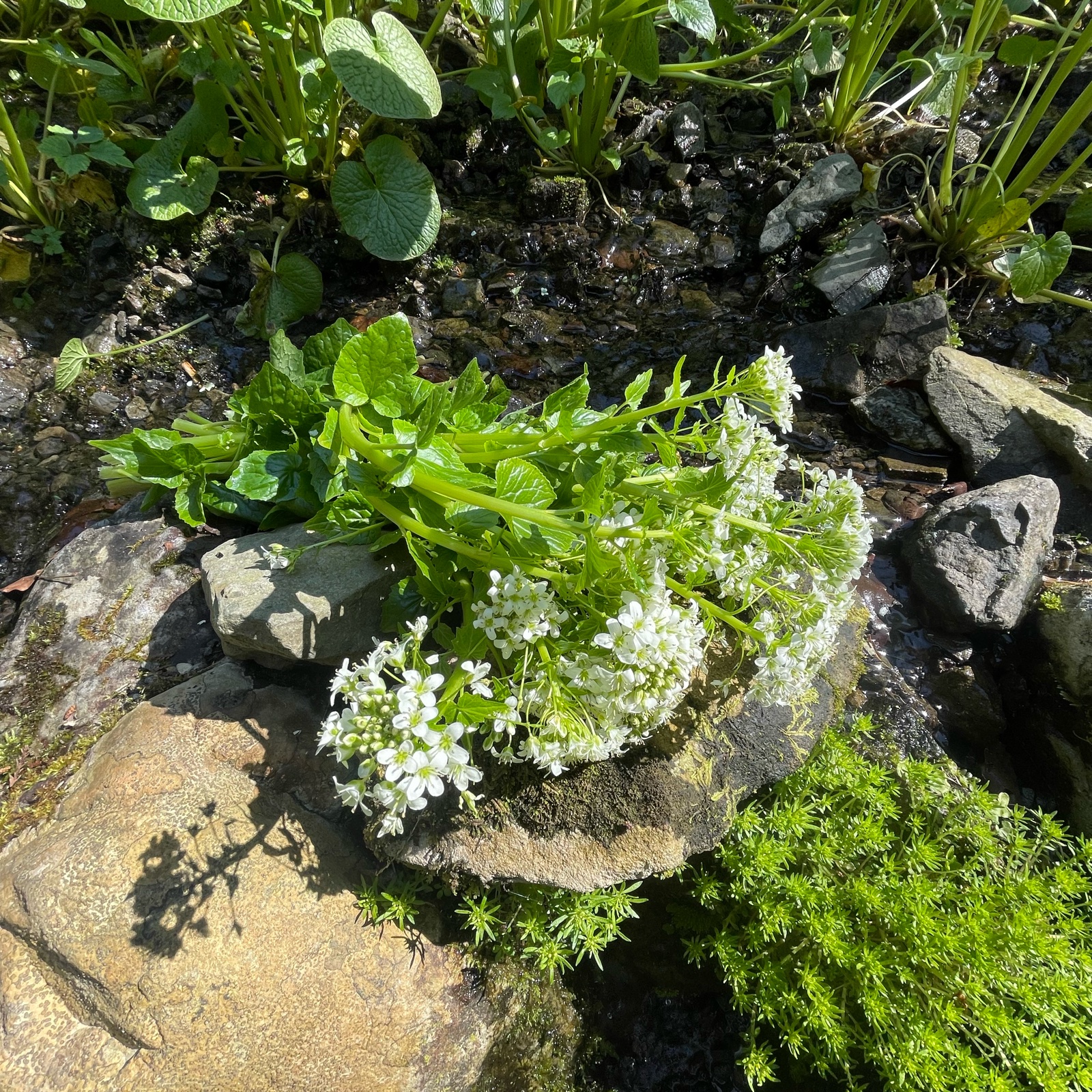 朝獲れ】東京産 わさびの花 ｜ 野菜/薬味 産直アウル 農家・漁師など