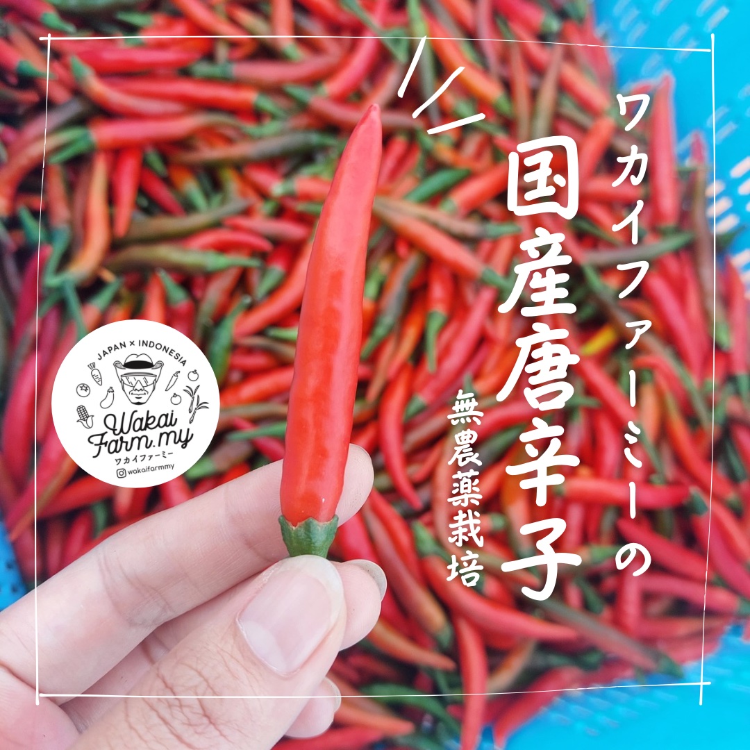 大容量！ワカイファーミーの国産赤唐辛子(5キロ) | 野菜/スパイス 産直