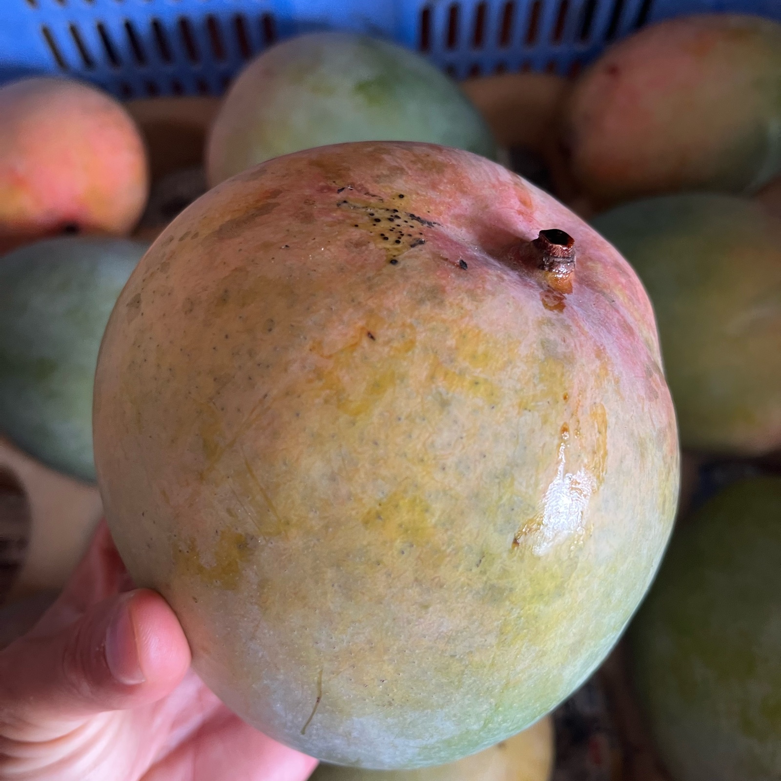 沖縄県産 キーツマンゴー 1,5kg(2-3玉)～※傷ありご家庭用 ｜ 果物