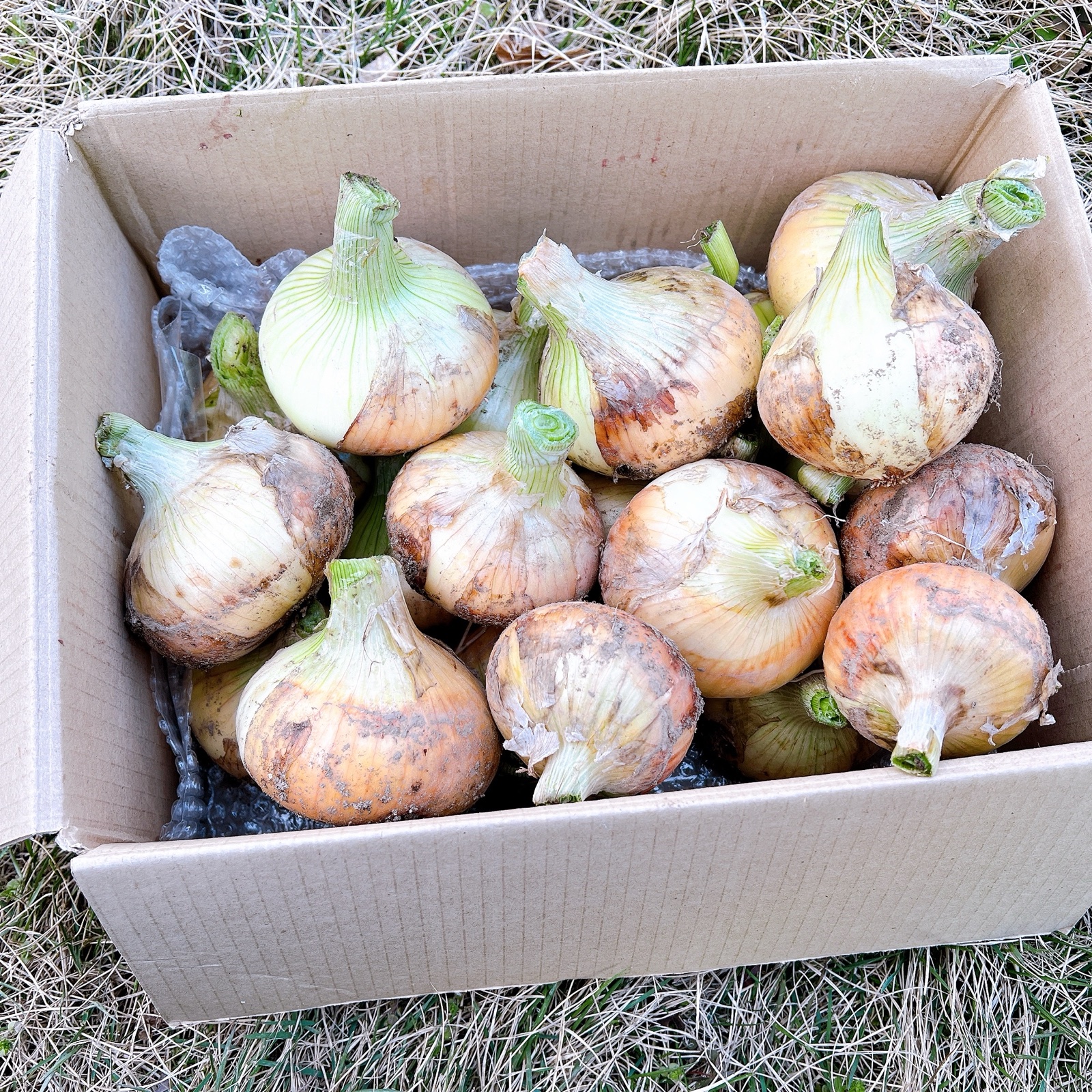 期間限定】新玉ねぎ 4キロ ｜ 野菜/玉ねぎ 産直アウル 農家・漁師など