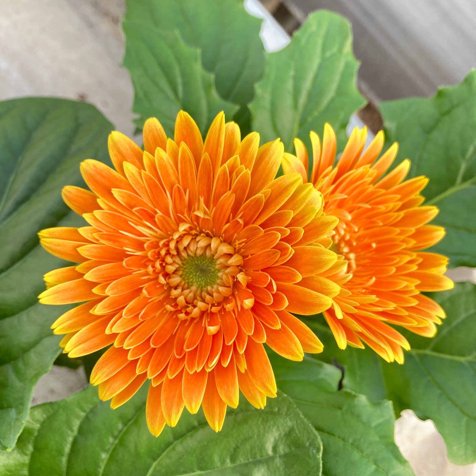 超早割】ミニガーベラ 鉢花 10鉢セット | 花・植物/花・植物 産直