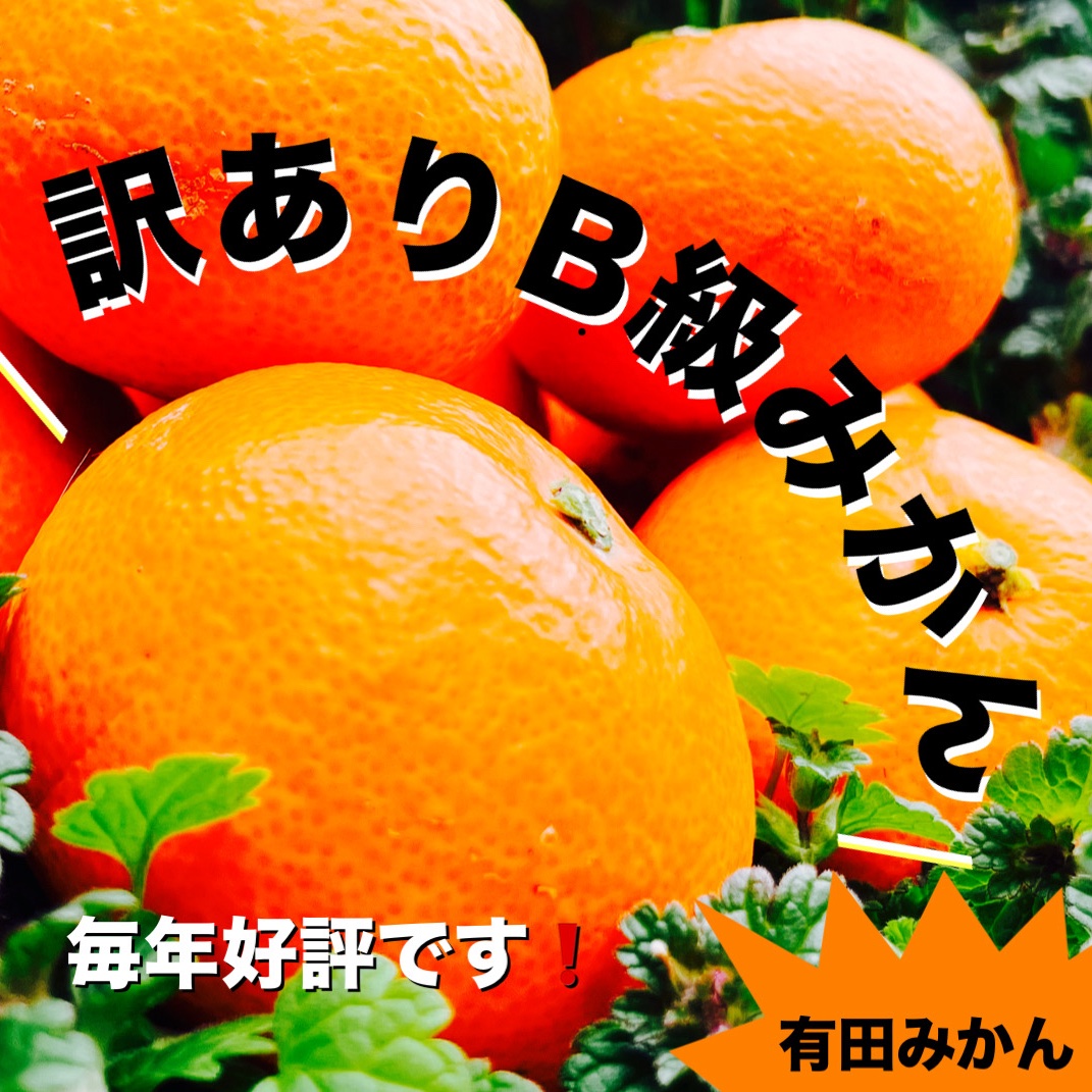 有田みかん お試し1キロ 訳ありみかん B級品 サイズ混合 ｜ 果物/温州 