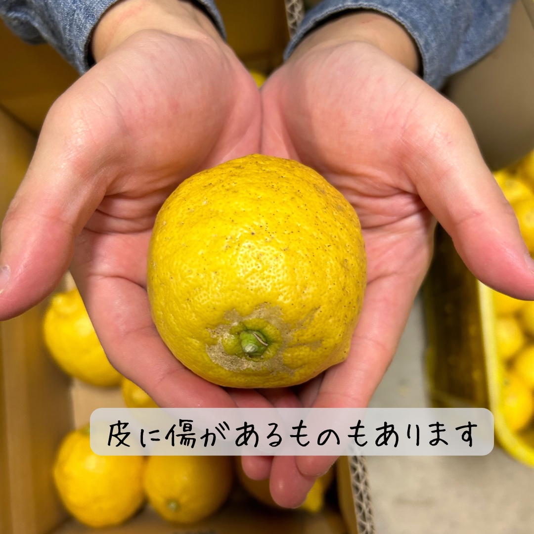 無農薬】レモン 和歌山県産 2.5キロ ｜ 果物/香酸柑橘(ライム・レモン